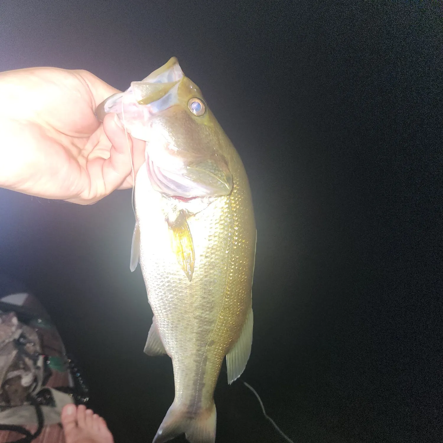 Largemouth bass caught on Fishbrain