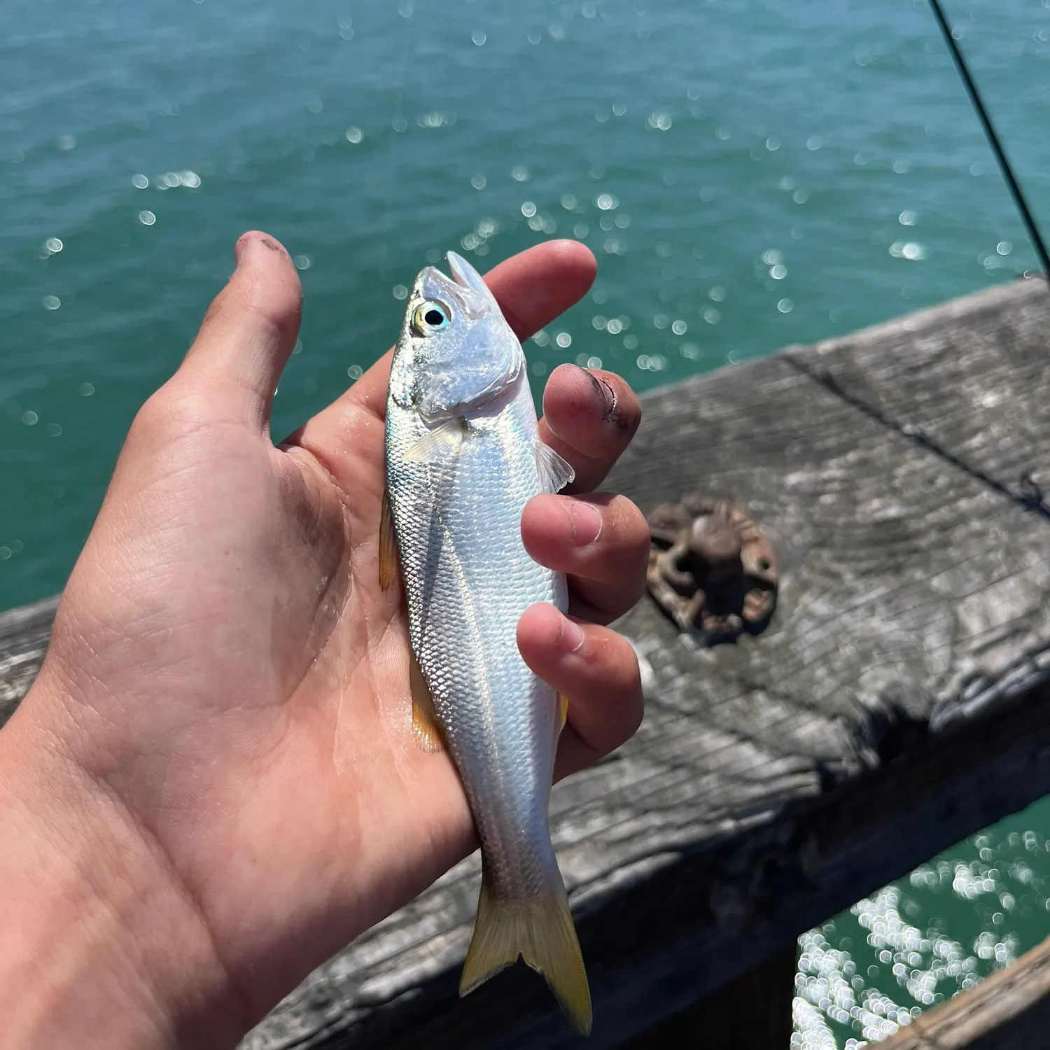 The most recent Queenfish catches on Fishbrain