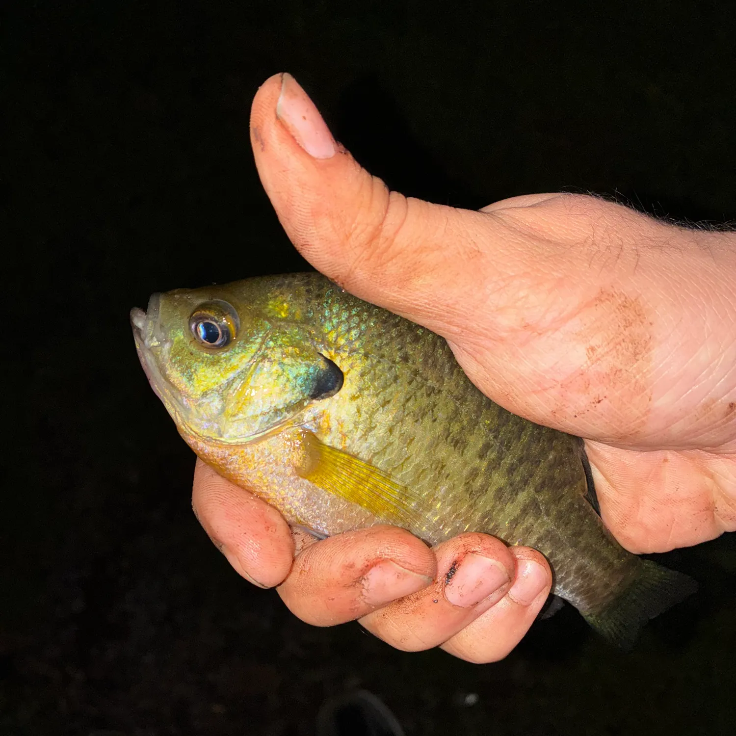 Bluegill caught on Fishbrain
