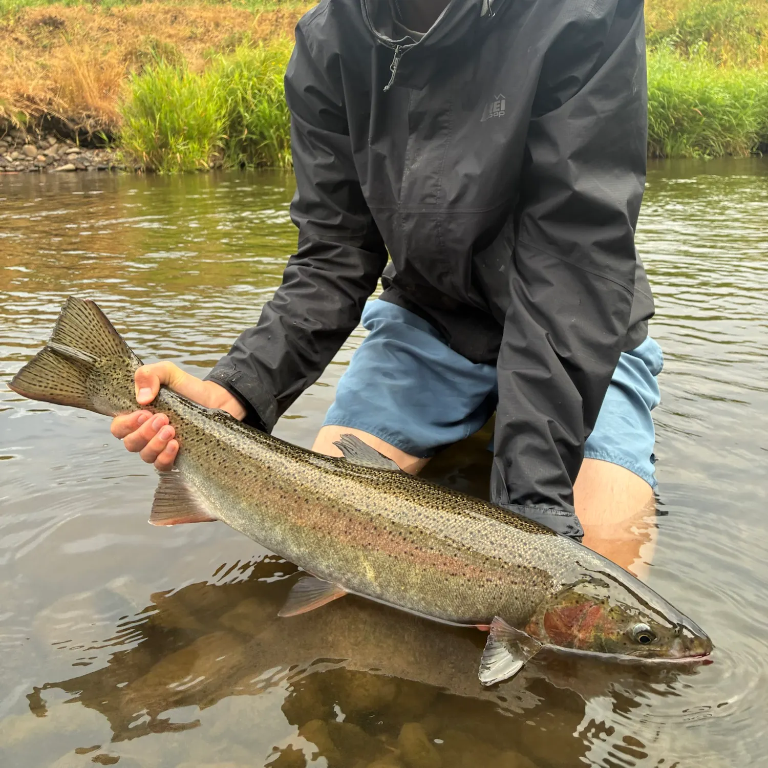 Steelhead caught on Fishbrain