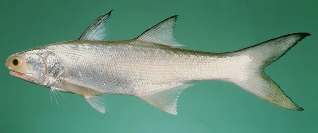 Fourfinger threadfin