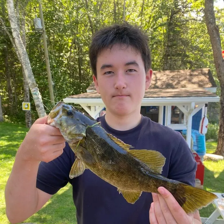 Smallmouth bass caught on Fishbrain