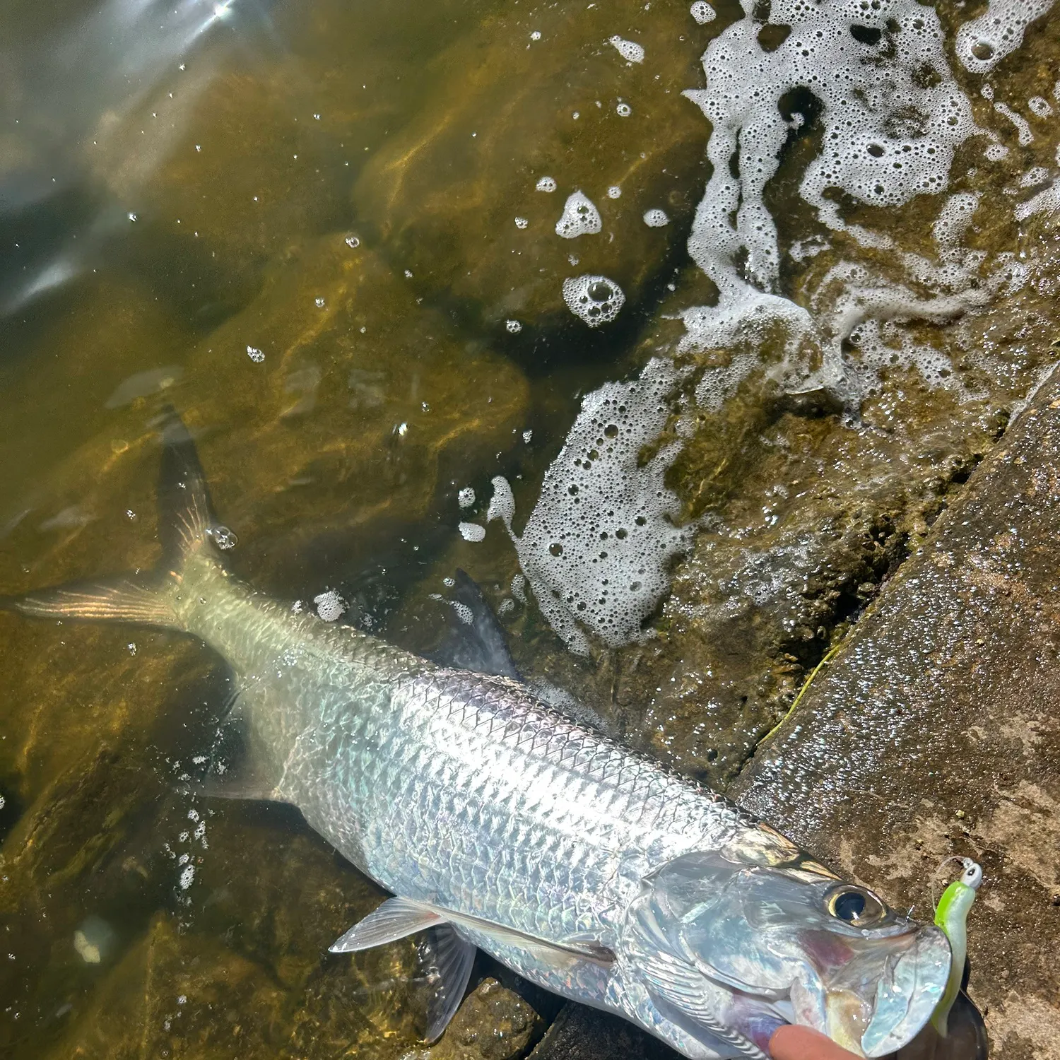 The most recent Tarpon catches on Fishbrain