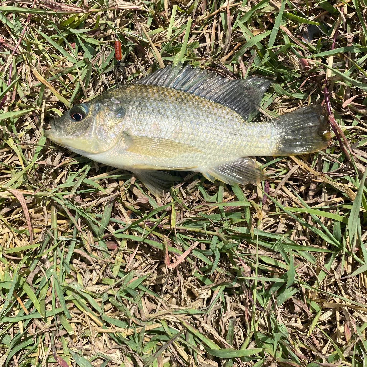 Nile tilapia caught on Fishbrain