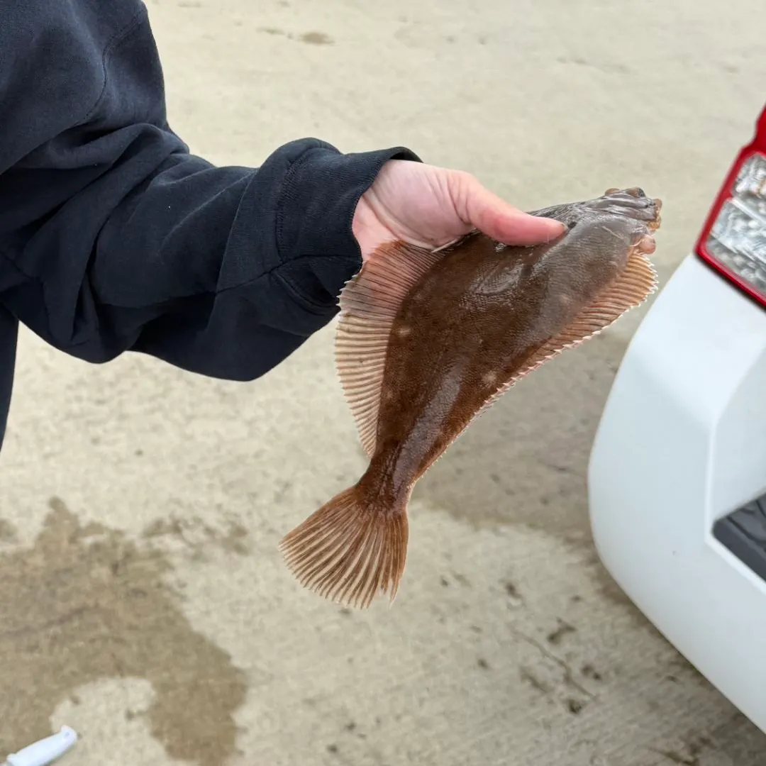 The most recent Winter flounder catches on Fishbrain