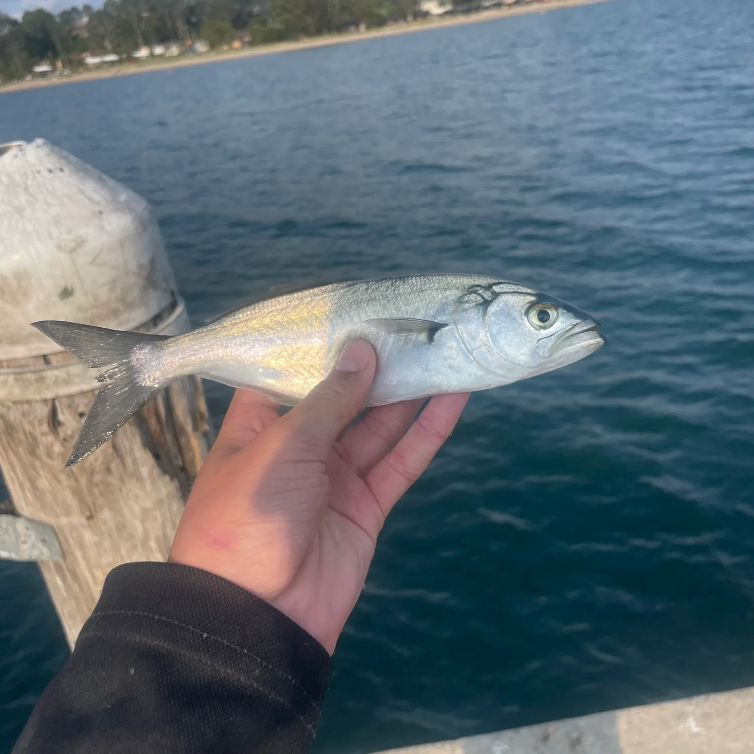 The most recent Bluefish catches on Fishbrain