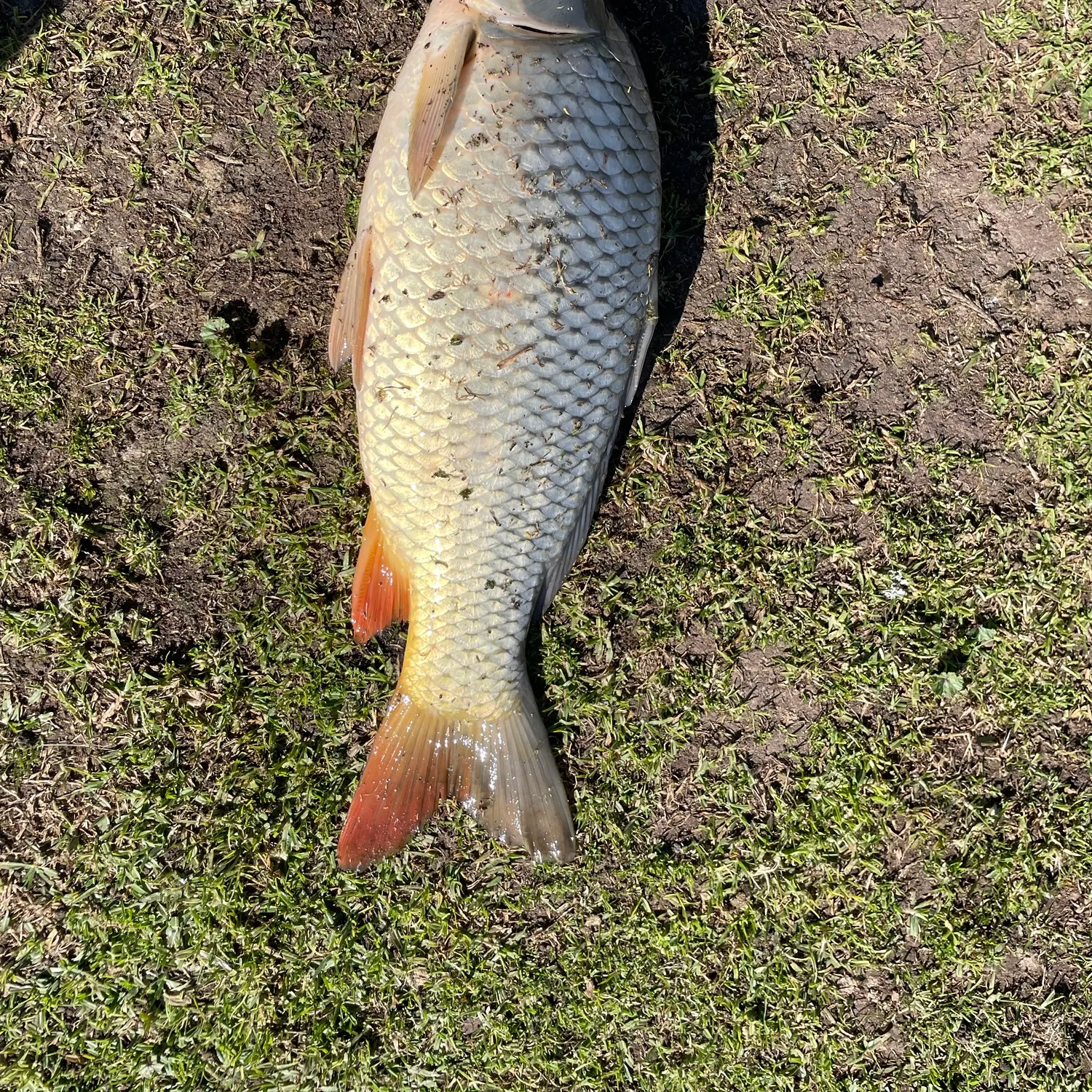 Common carp caught on Fishbrain
