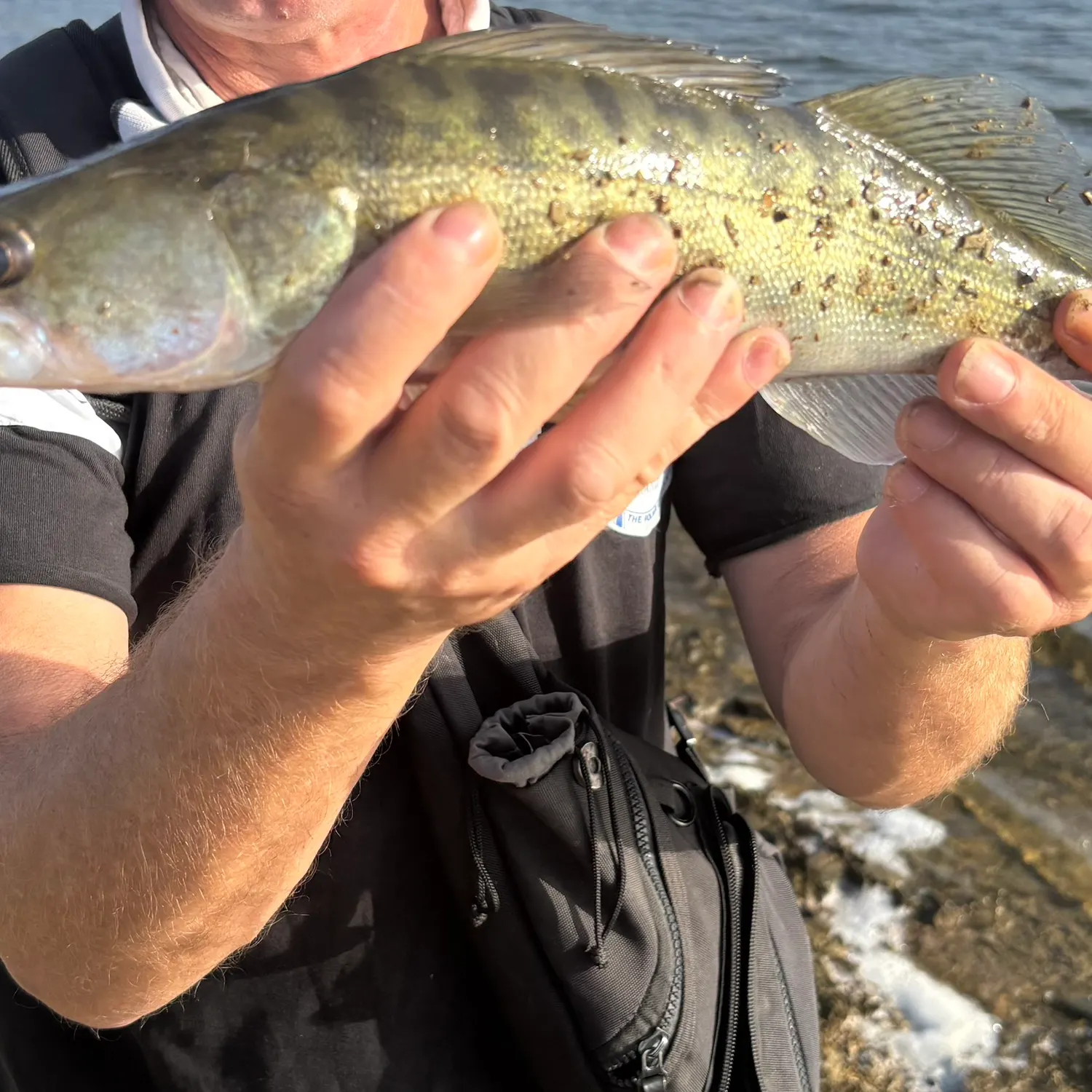 Zander caught on Fishbrain