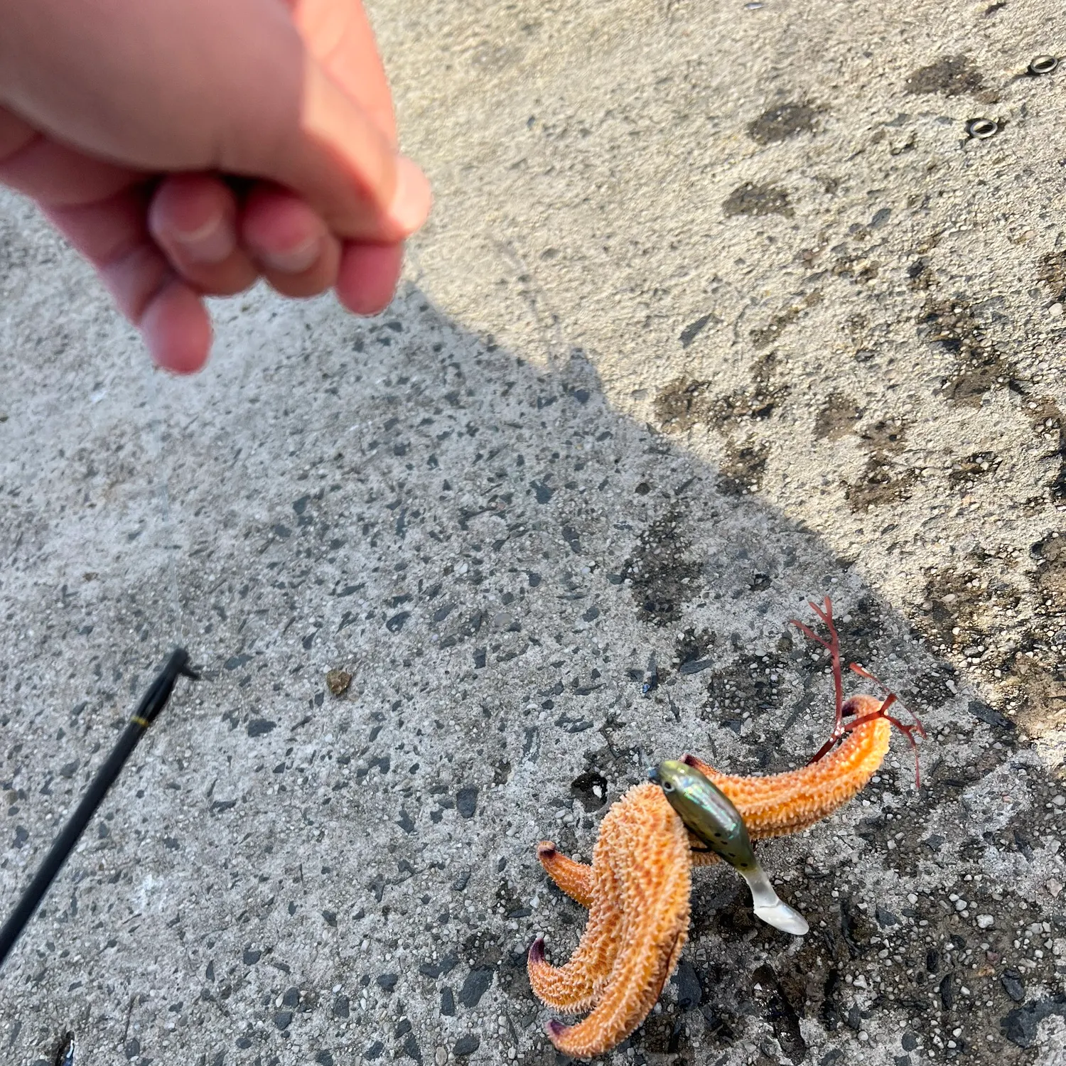 Fish caught on Fishbrain
