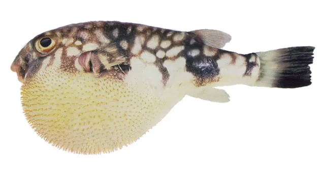 Milkspotted puffer