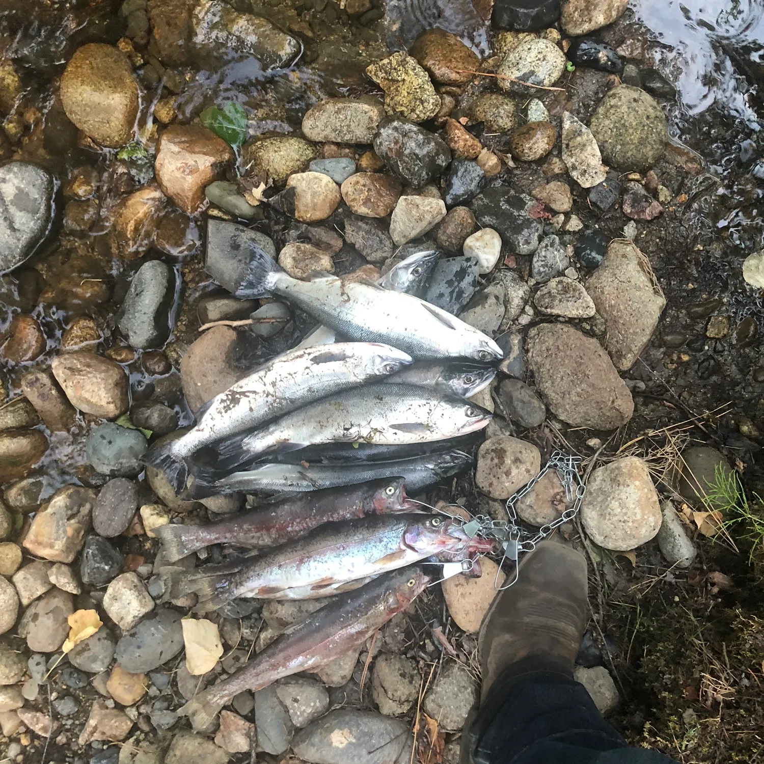 recently logged catches