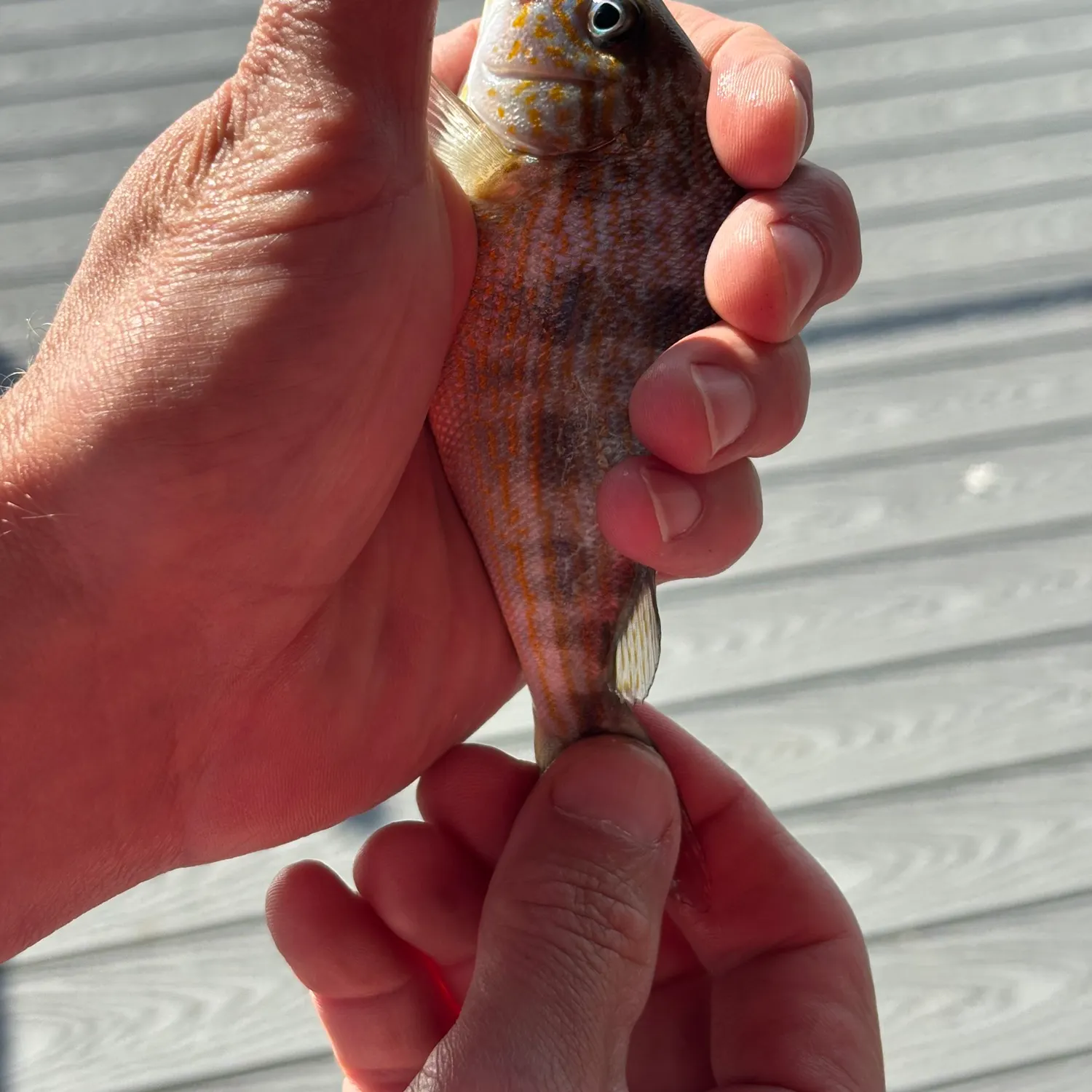 The most recent Sand perch catches on Fishbrain