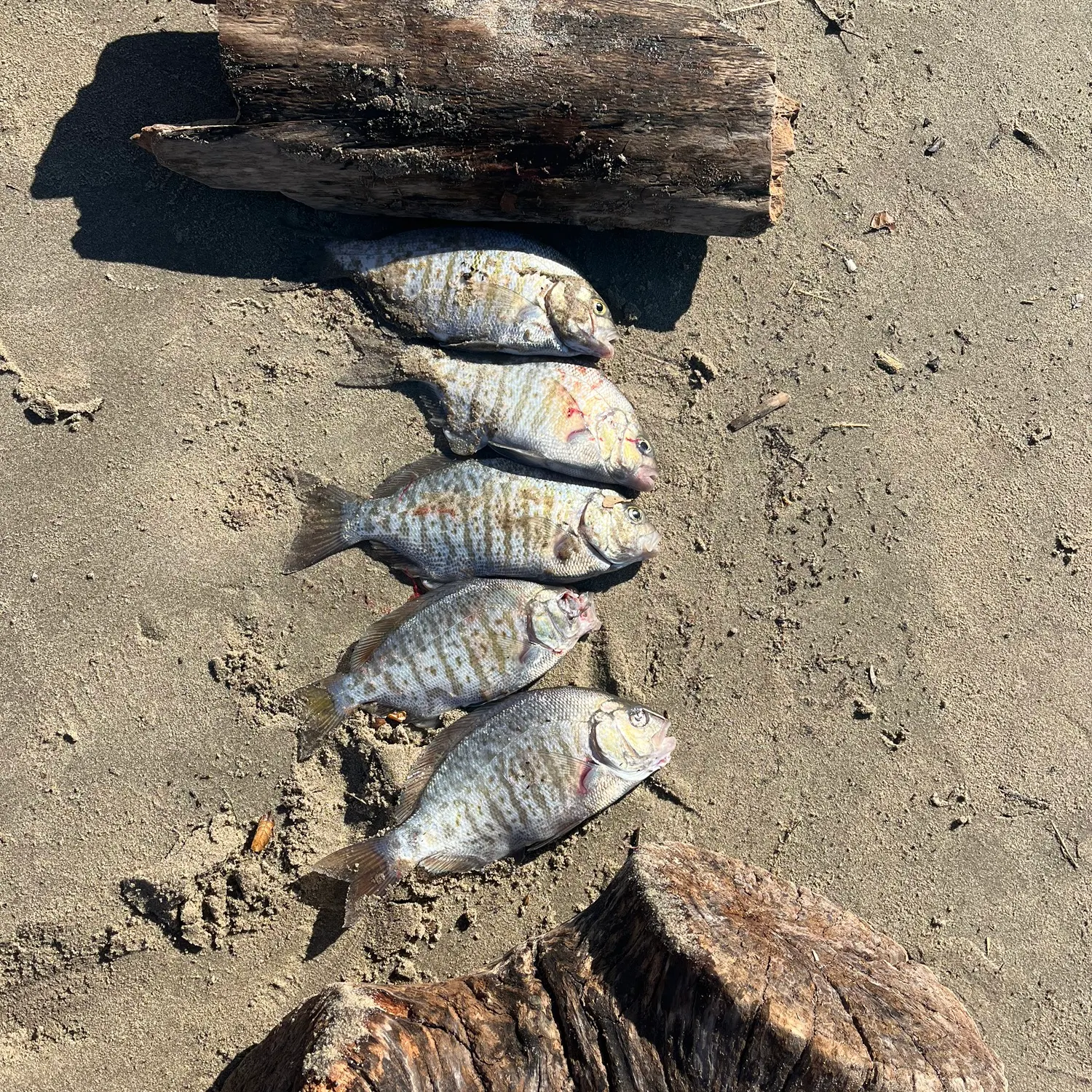 The most recent Barred surfperch catches on Fishbrain