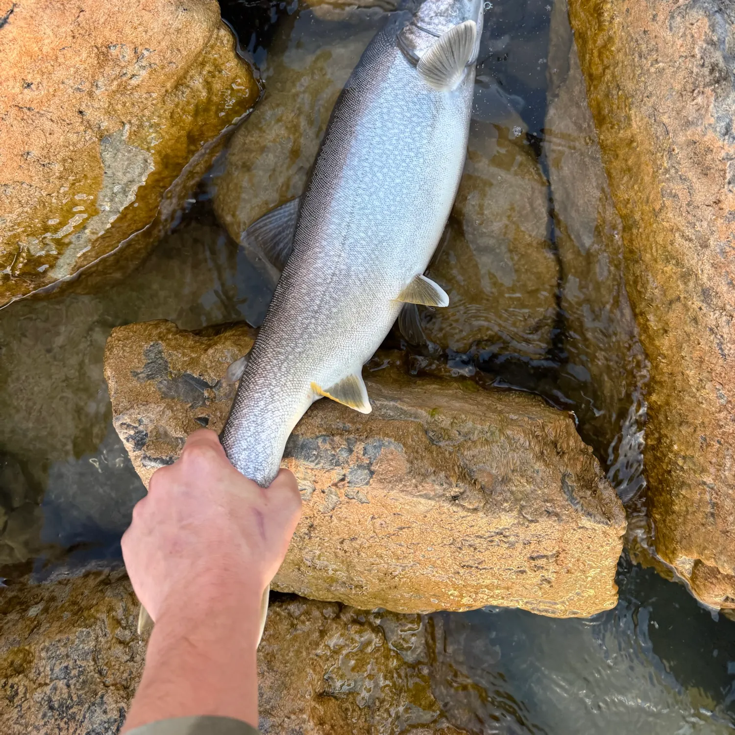 Lake char caught on Fishbrain