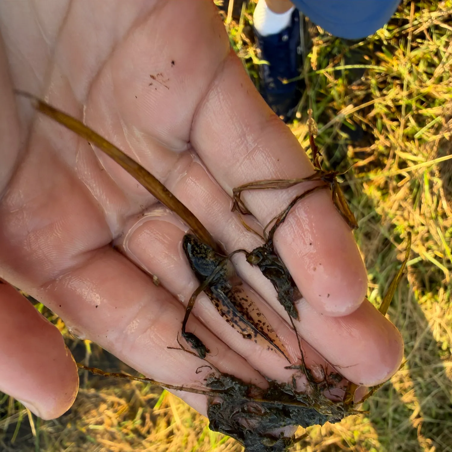 The most recent Tadpole whiptail catches on Fishbrain