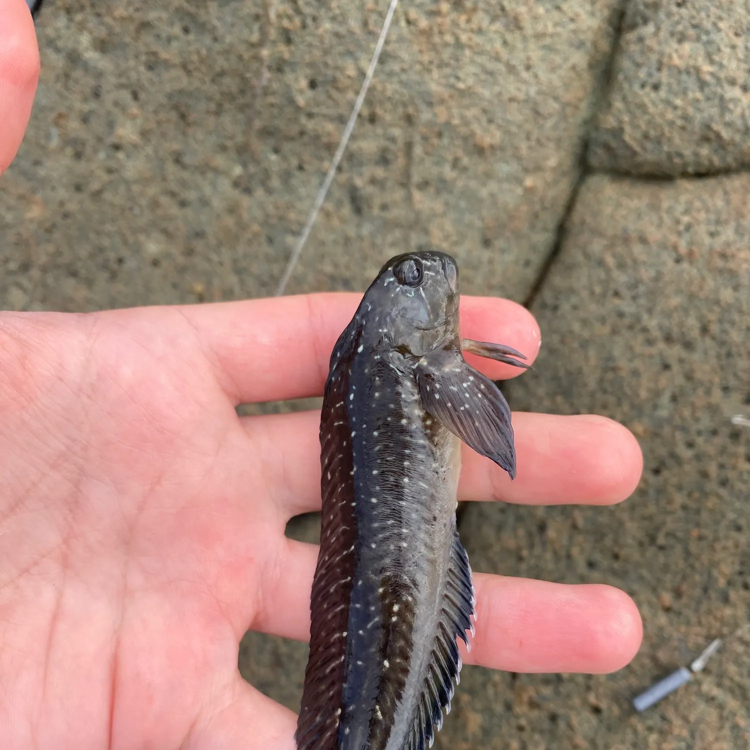 The most recent Ringneck blenny catches on Fishbrain