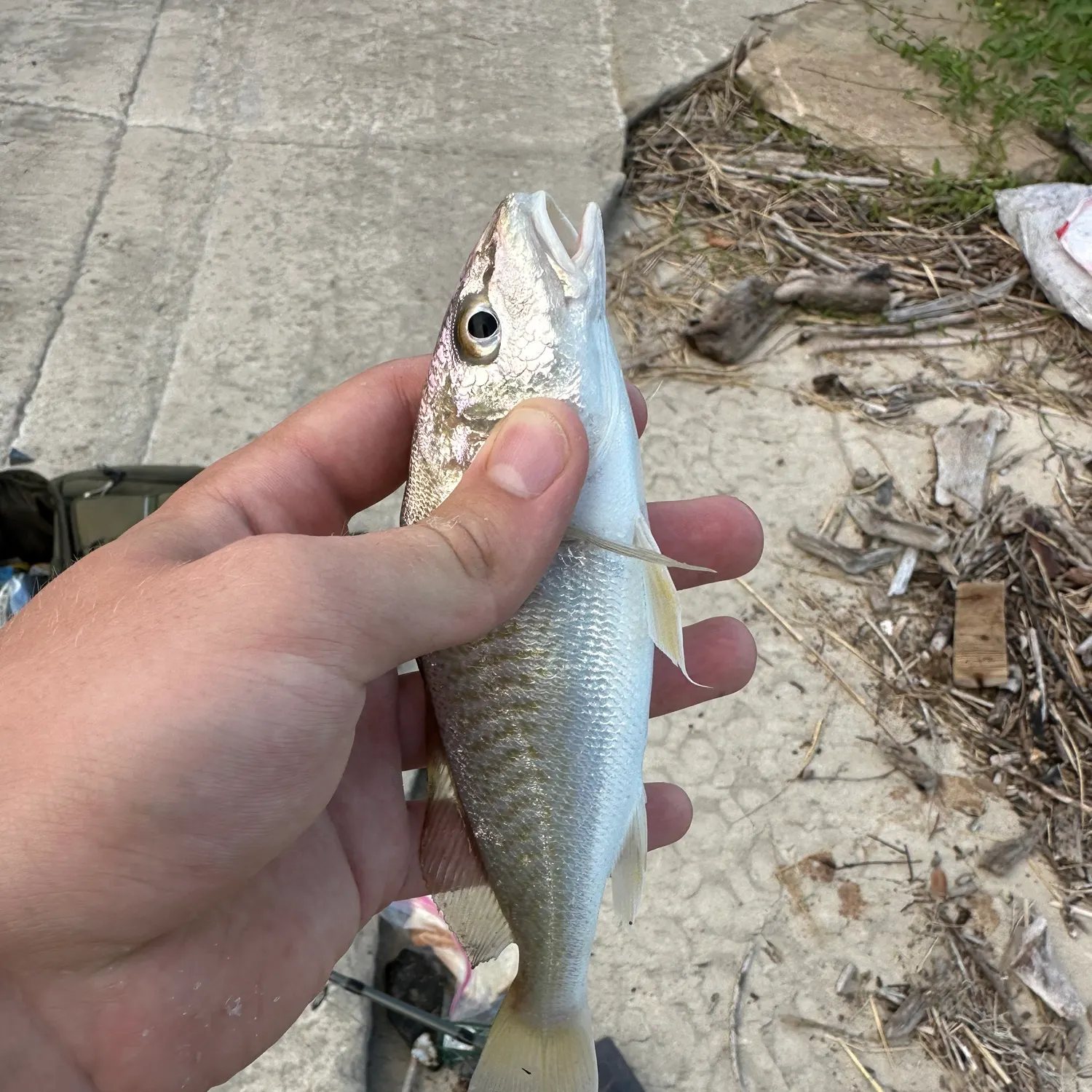 Atlantic croaker caught on Fishbrain
