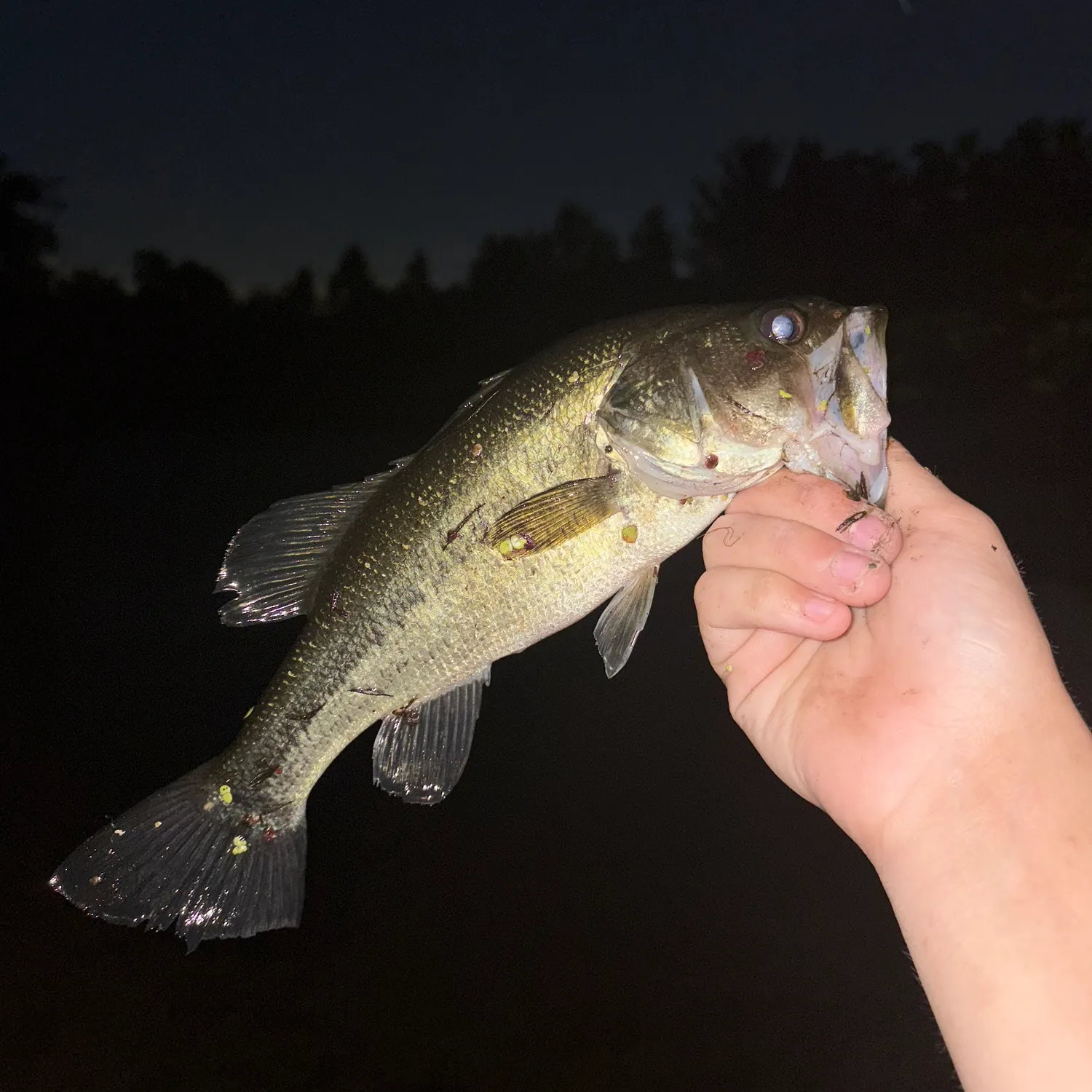 Largemouth bass caught on Fishbrain