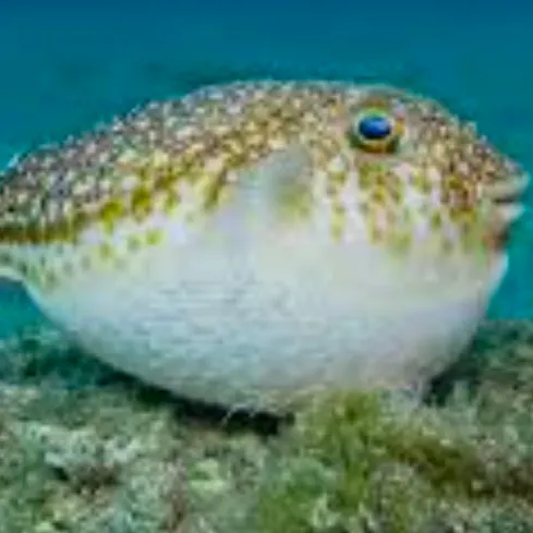The most recent Evileye pufferfish catches on Fishbrain