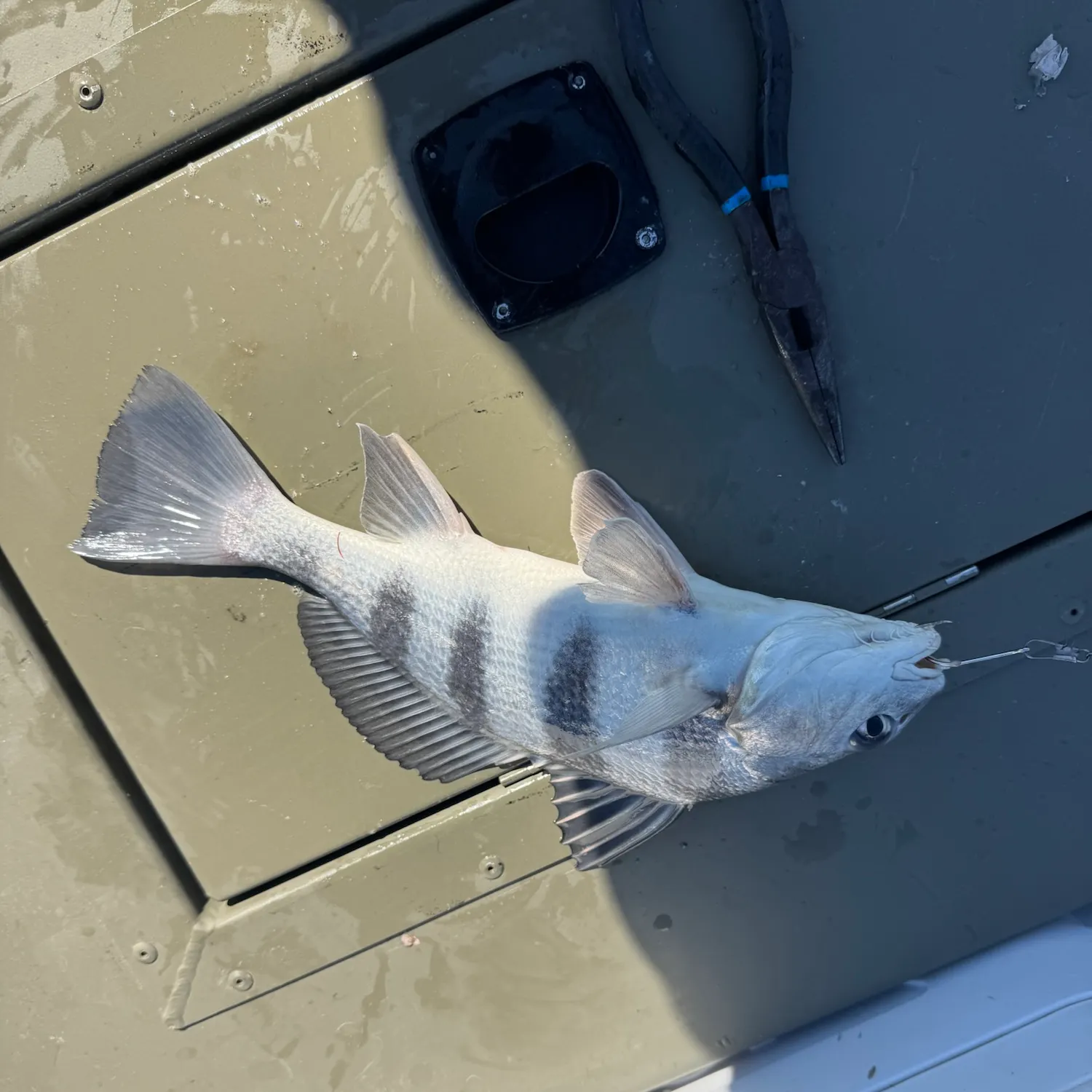 Black drum caught on Fishbrain