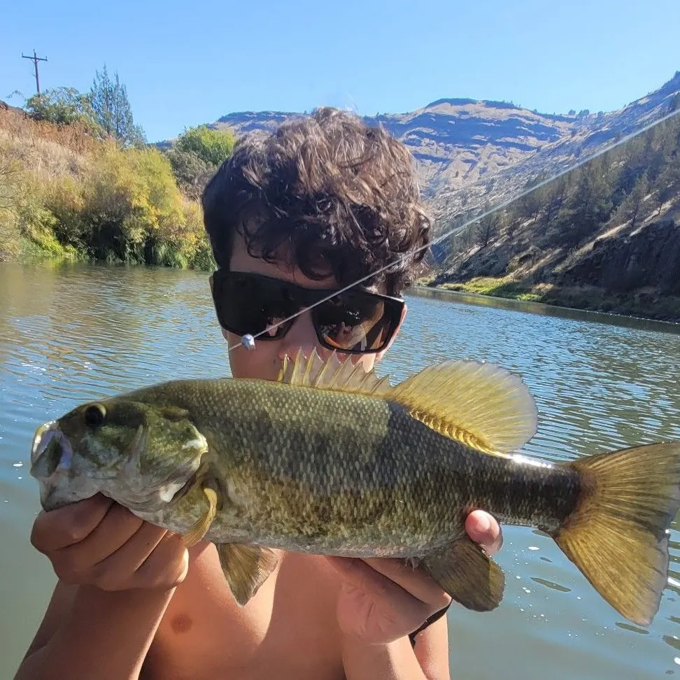 Smallmouth bass caught on Fishbrain