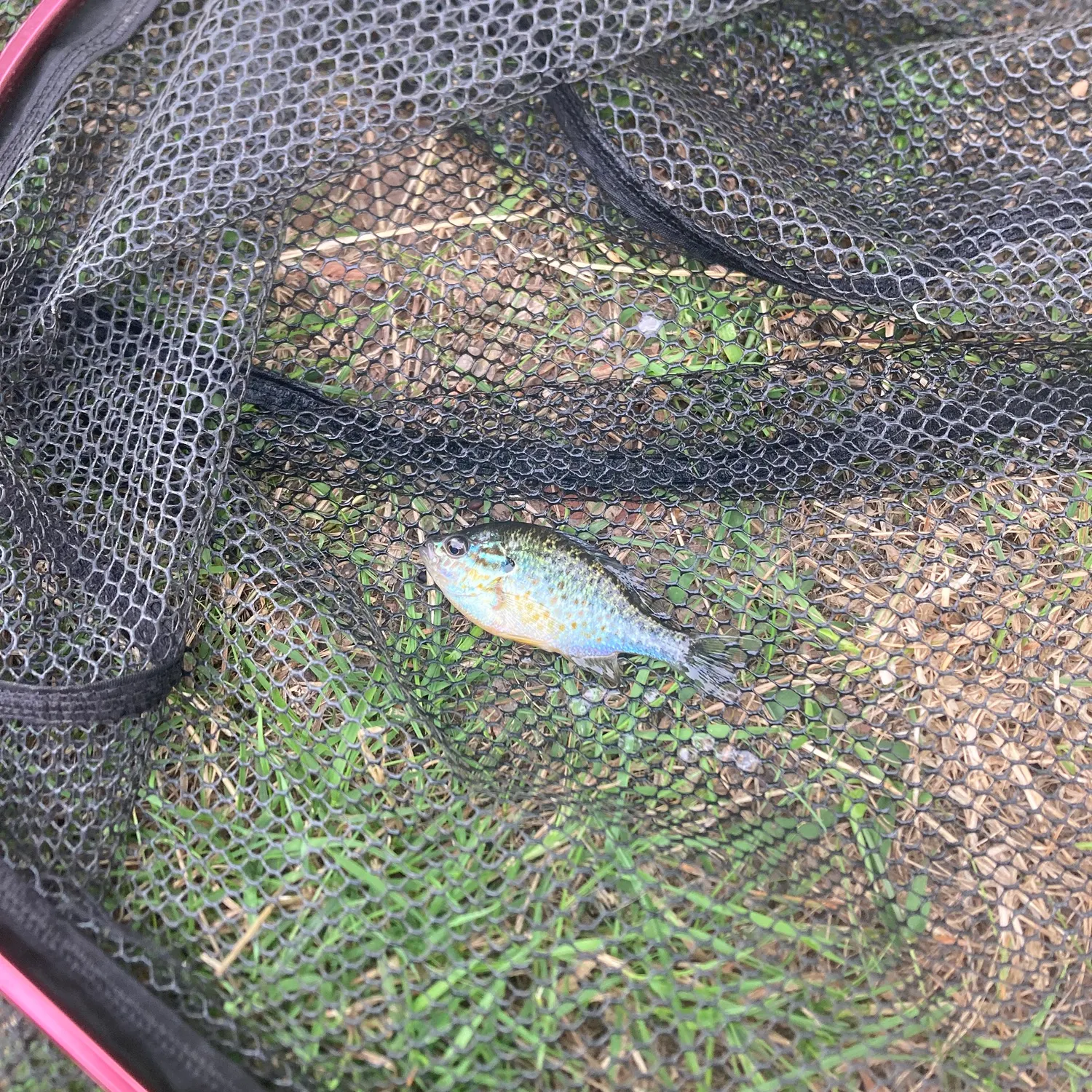 Pumpkinseed caught on Fishbrain
