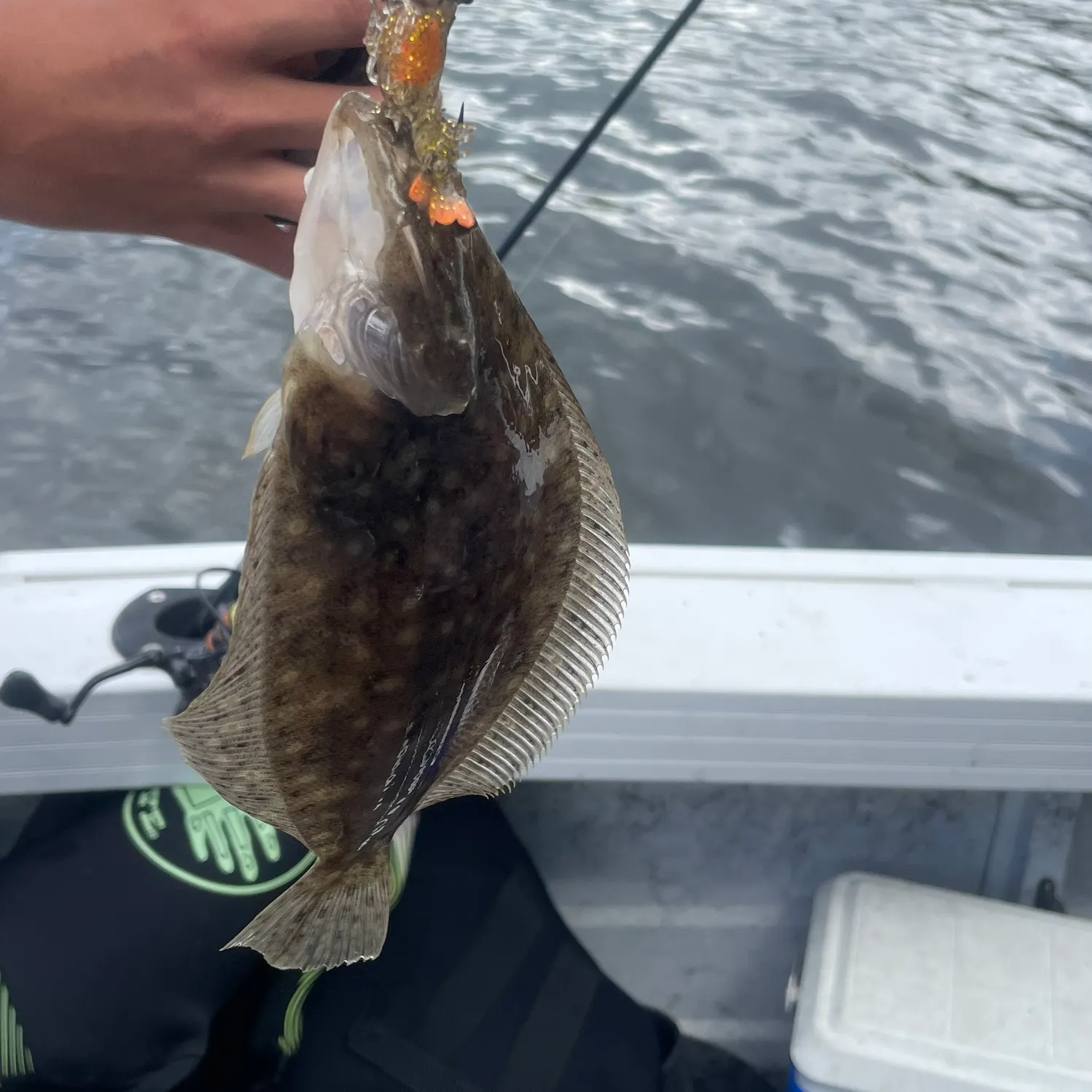 The most recent Yellowbelly flounder catches on Fishbrain