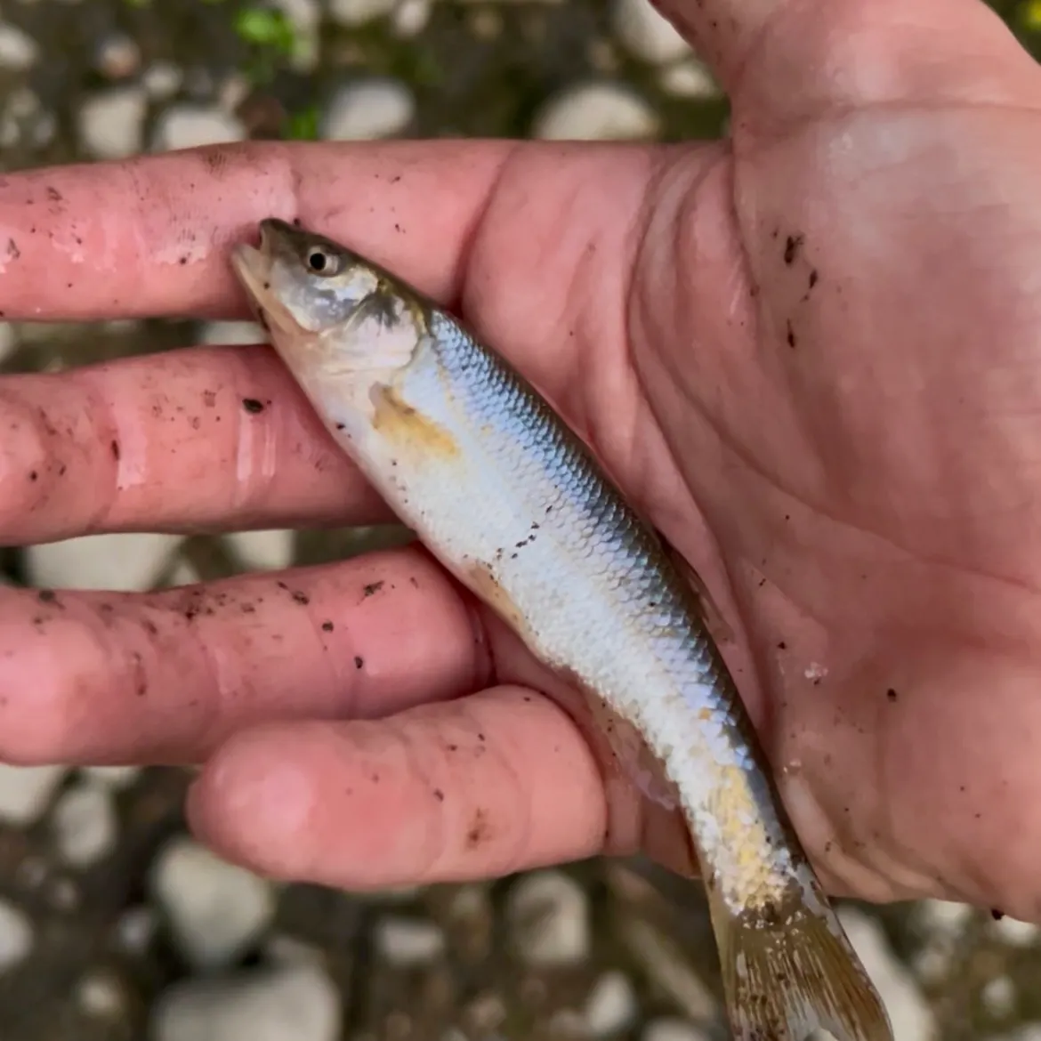 Creek chub caught on Fishbrain