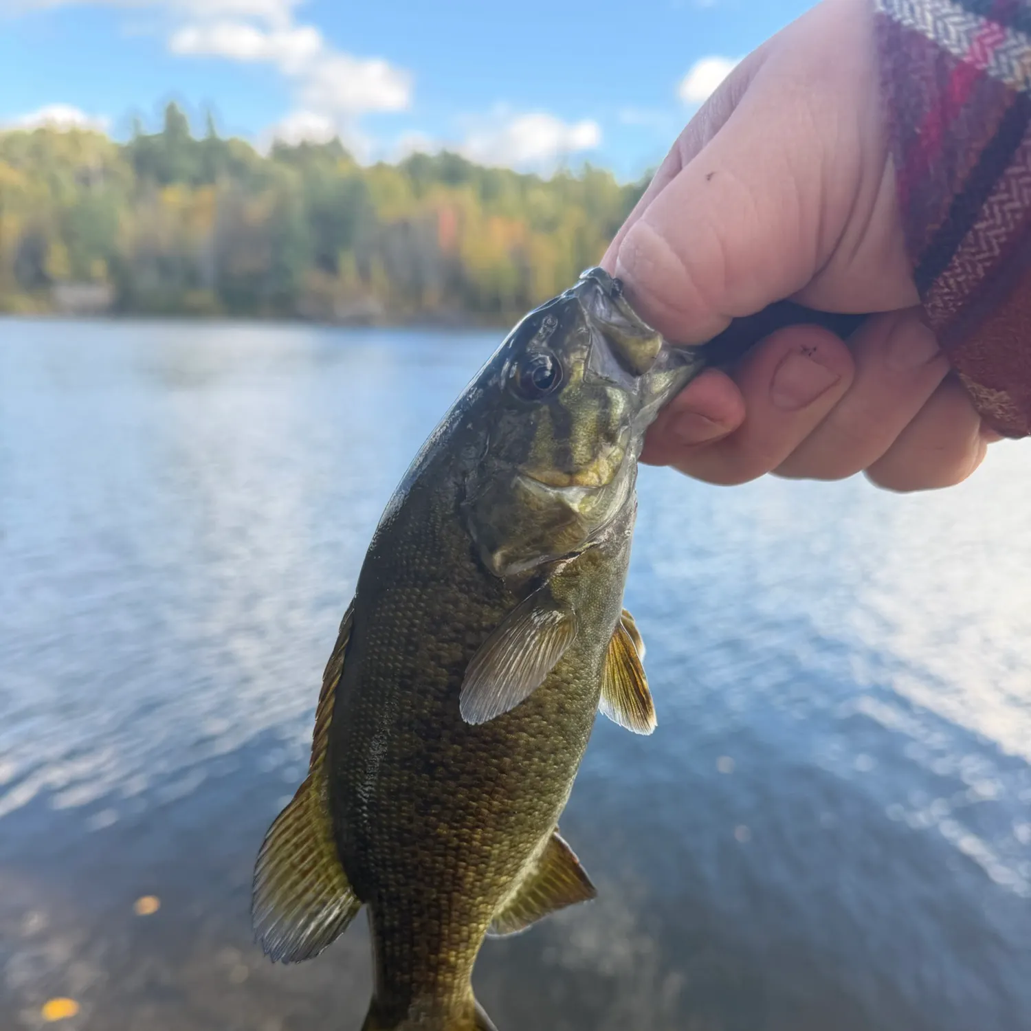 Smallmouth bass caught on Fishbrain