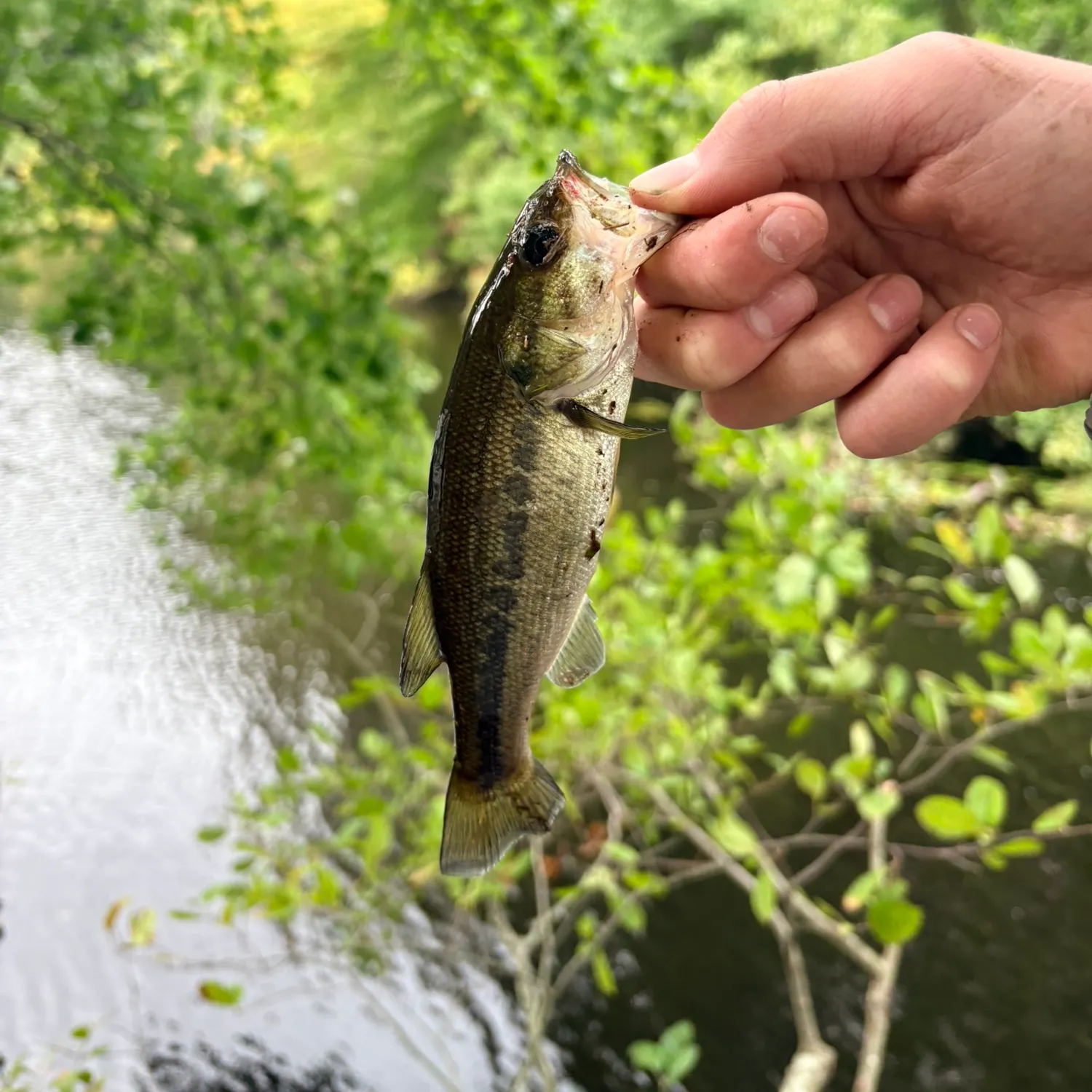 Largemouth bass caught on Fishbrain