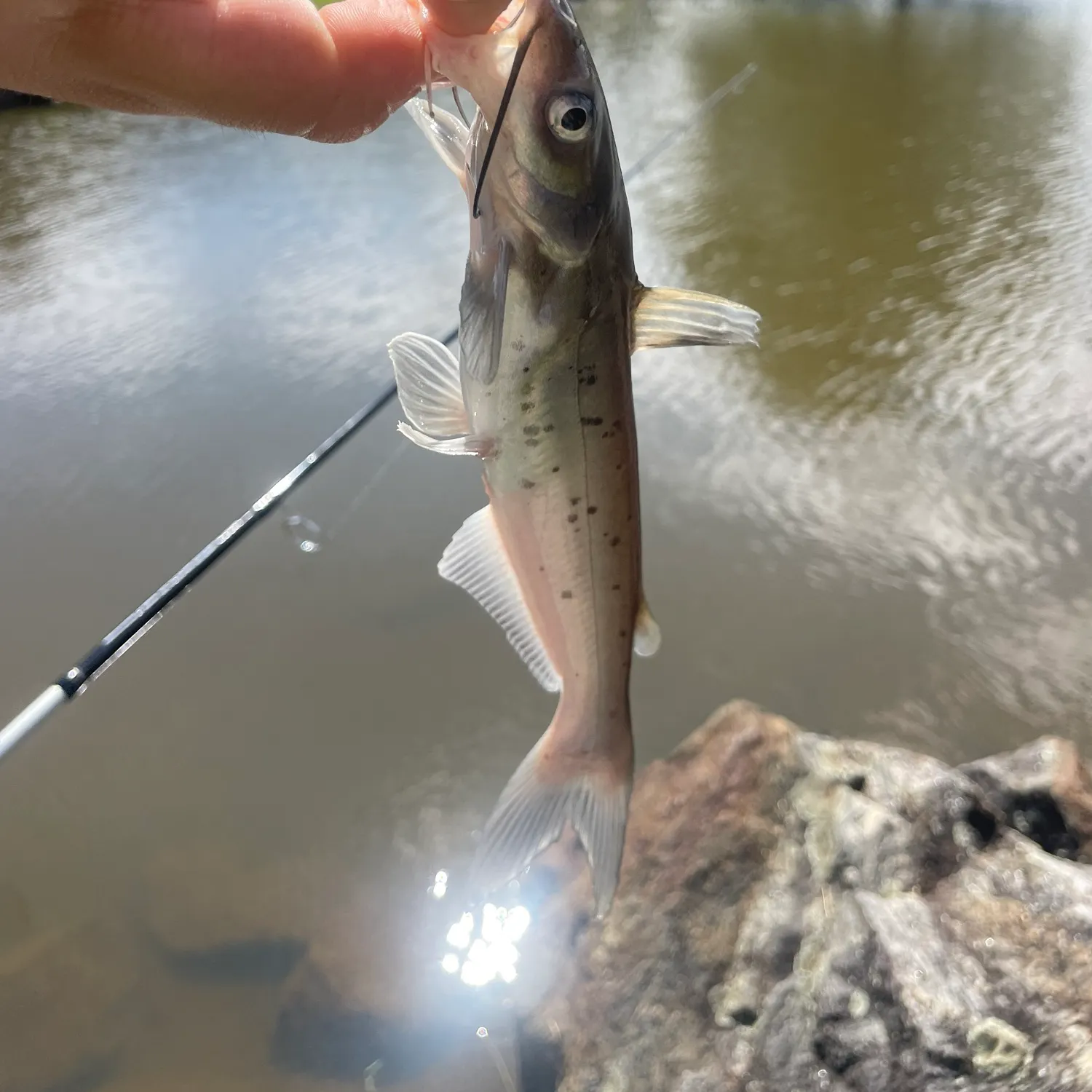 Channel catfish caught on Fishbrain