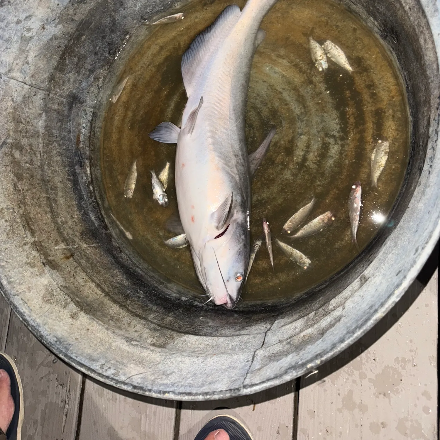 Blue catfish caught on Fishbrain