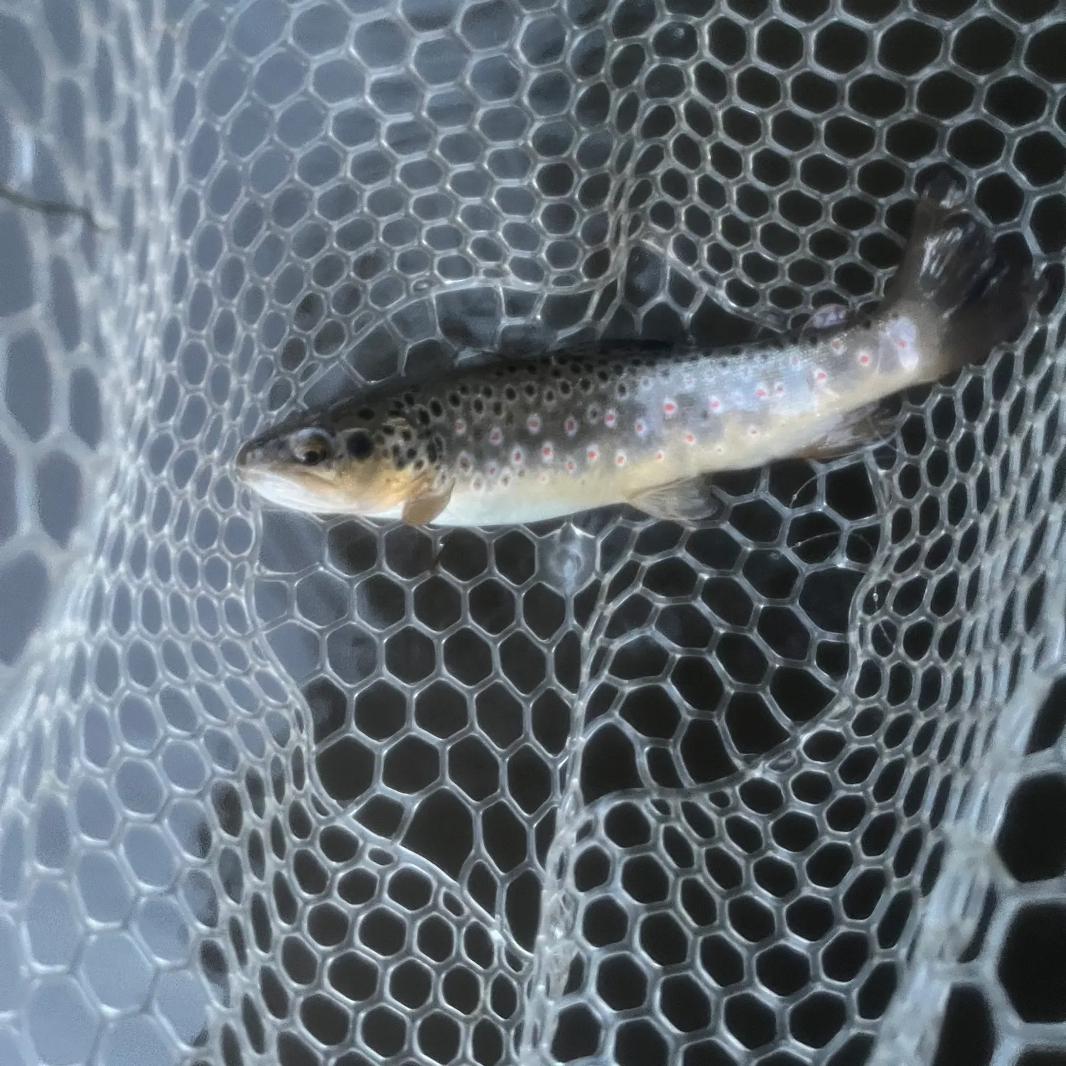 Brown trout caught on Fishbrain