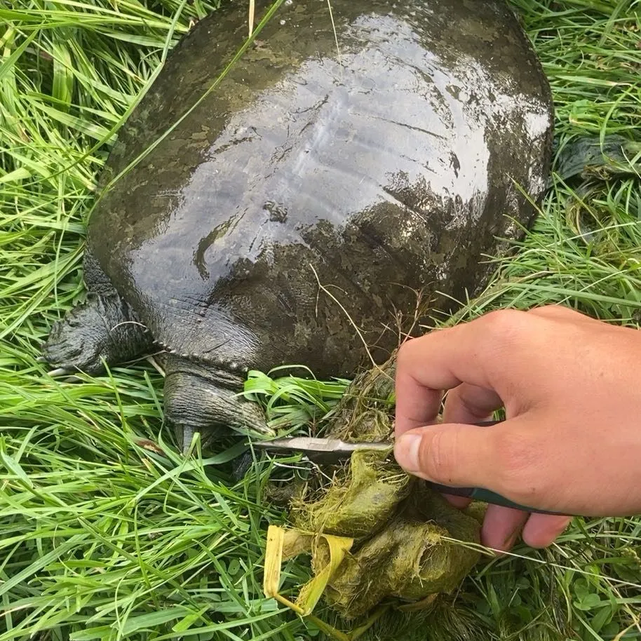 The most recent Australian swamp eel catches on Fishbrain