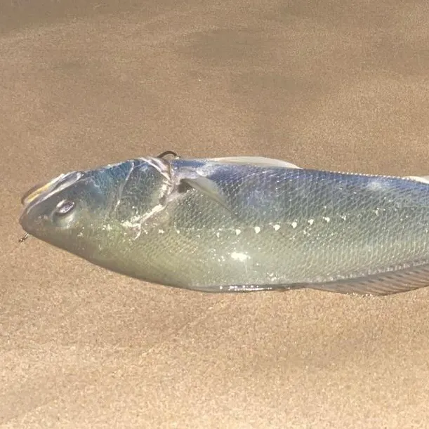 The most recent Japanese meagre catches on Fishbrain