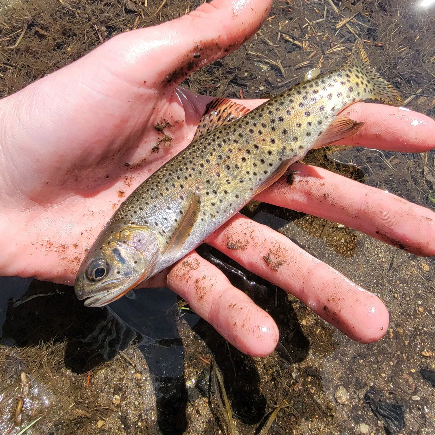 The most recent Greenback cutthroat trout catches on Fishbrain