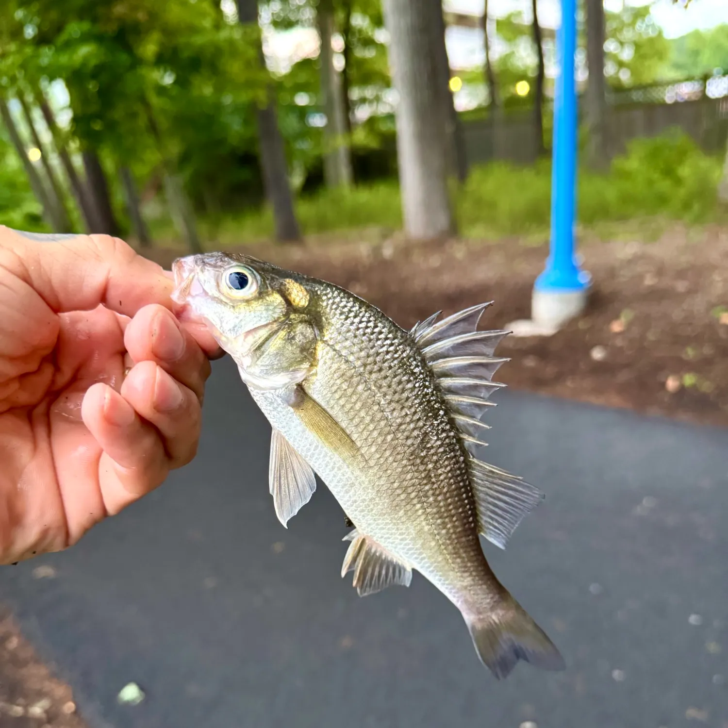 White perch caught on Fishbrain