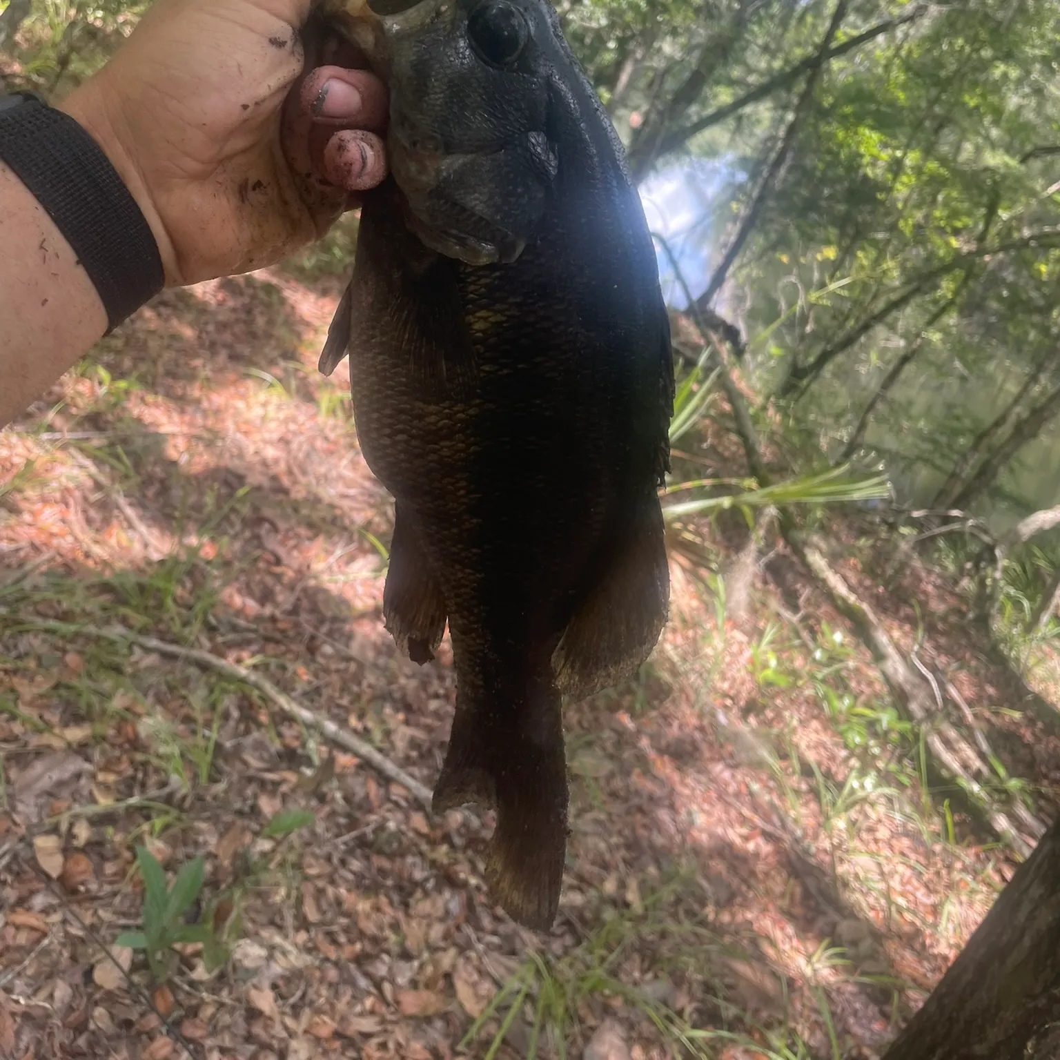 The most recent Suwannee bass catches on Fishbrain