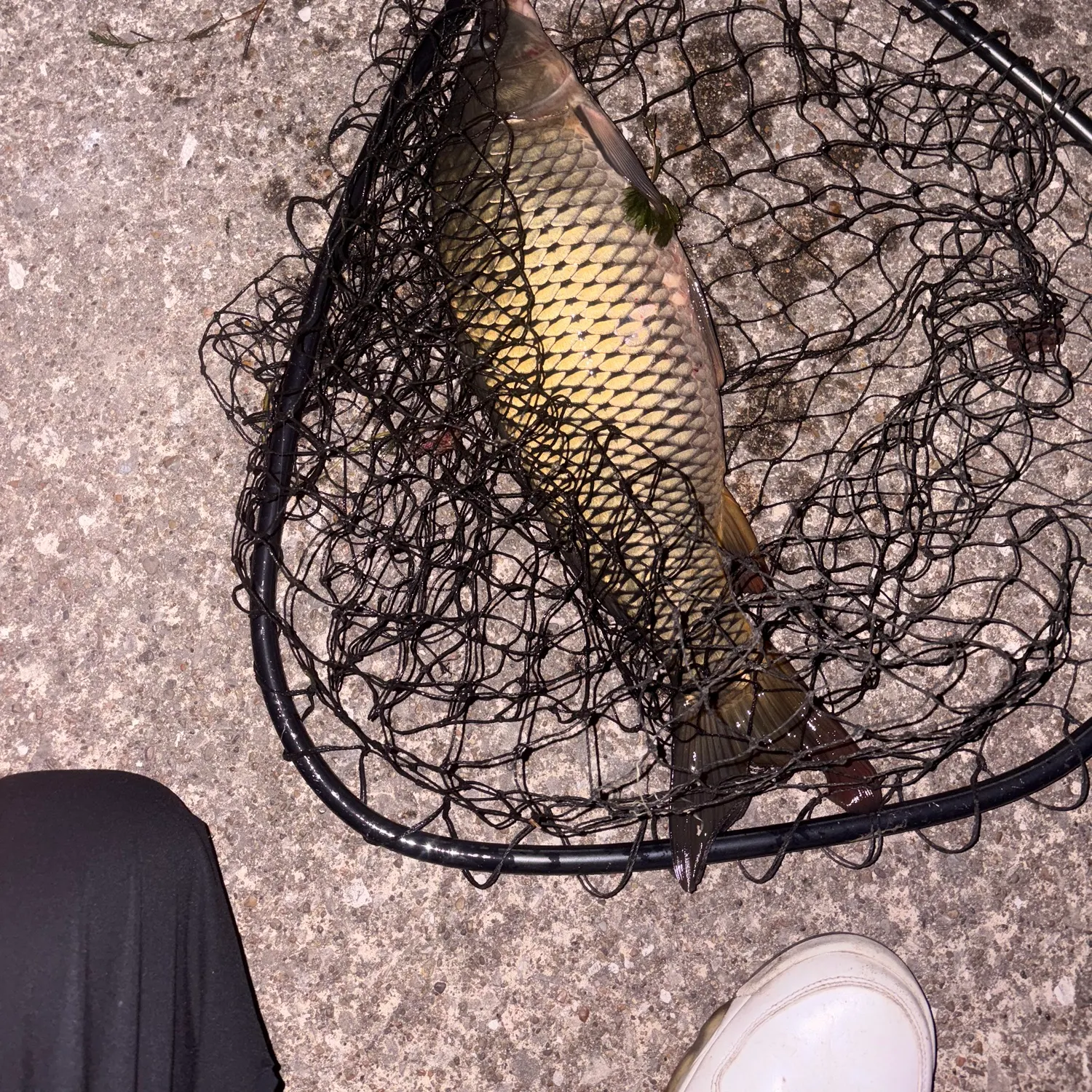 Common carp caught on Fishbrain