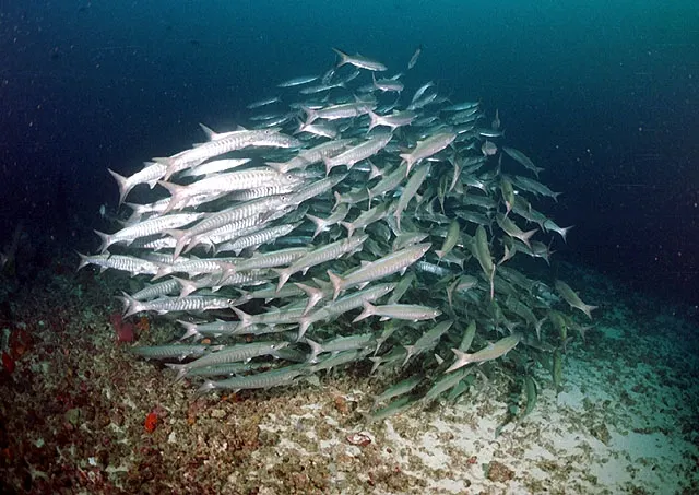 Sawtooth barracuda