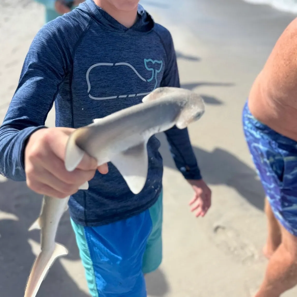 The most recent Bonnethead shark catches on Fishbrain