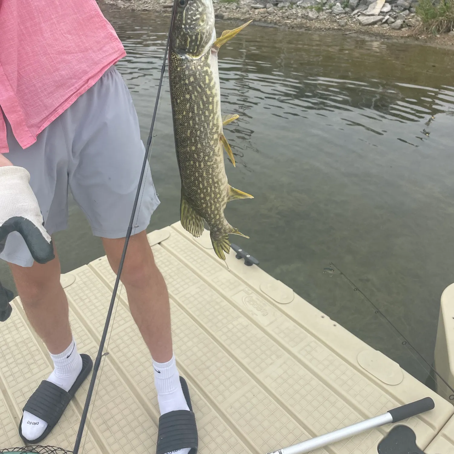 Northern pike caught on Fishbrain