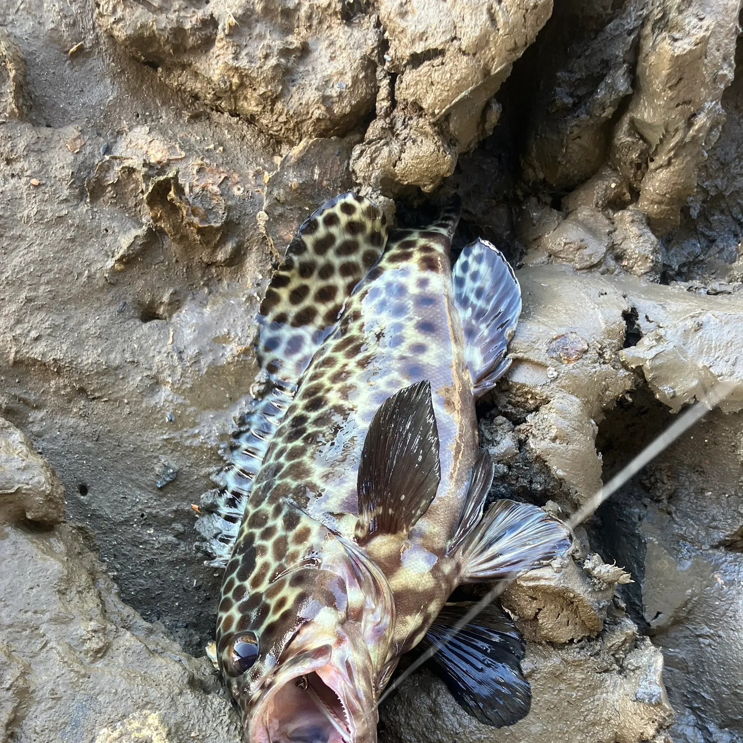 The most recent Honeycomb grouper catches on Fishbrain