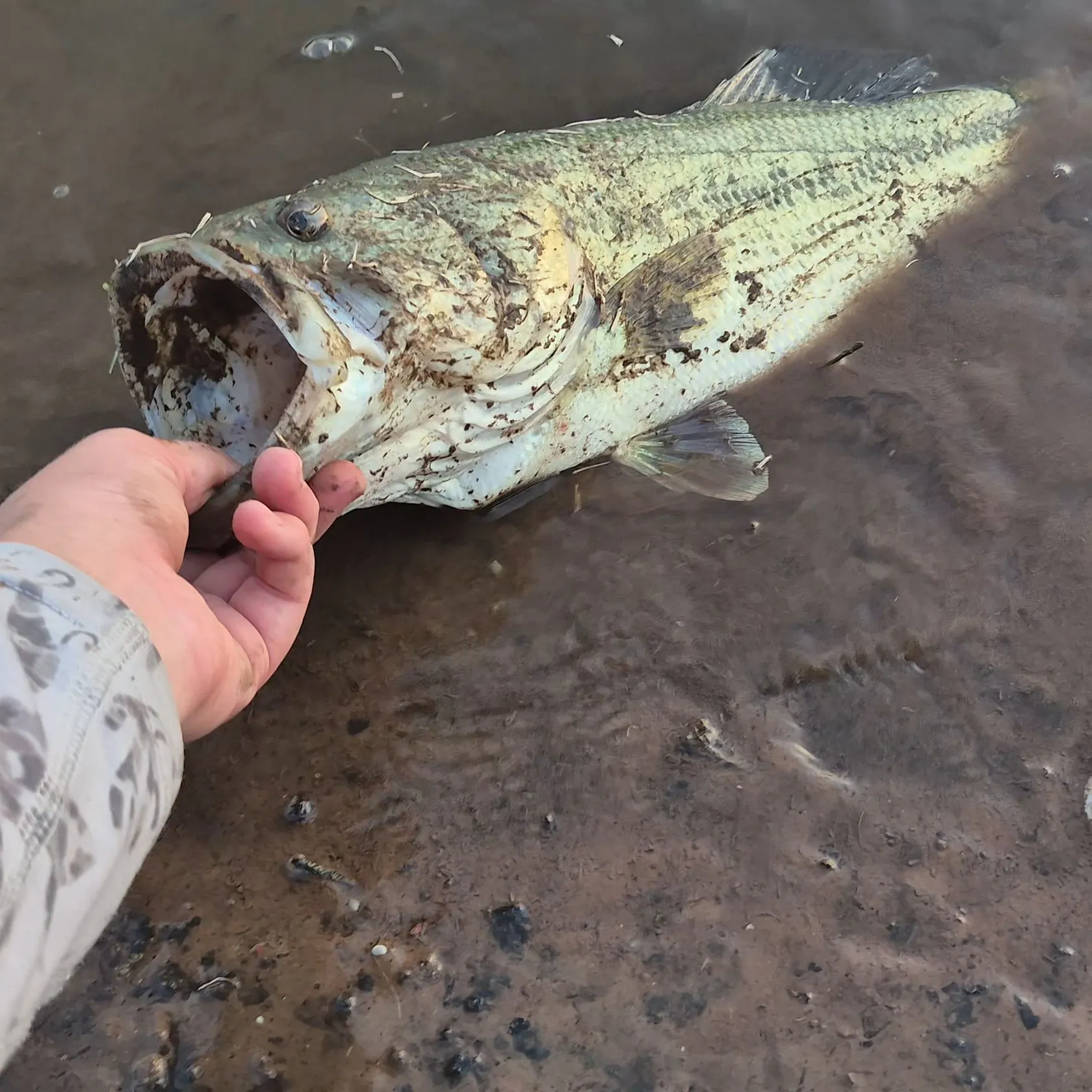 Largemouth bass caught on Fishbrain
