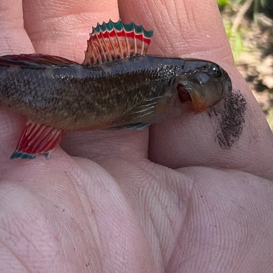 The most recent Orangebelly darter catches on Fishbrain