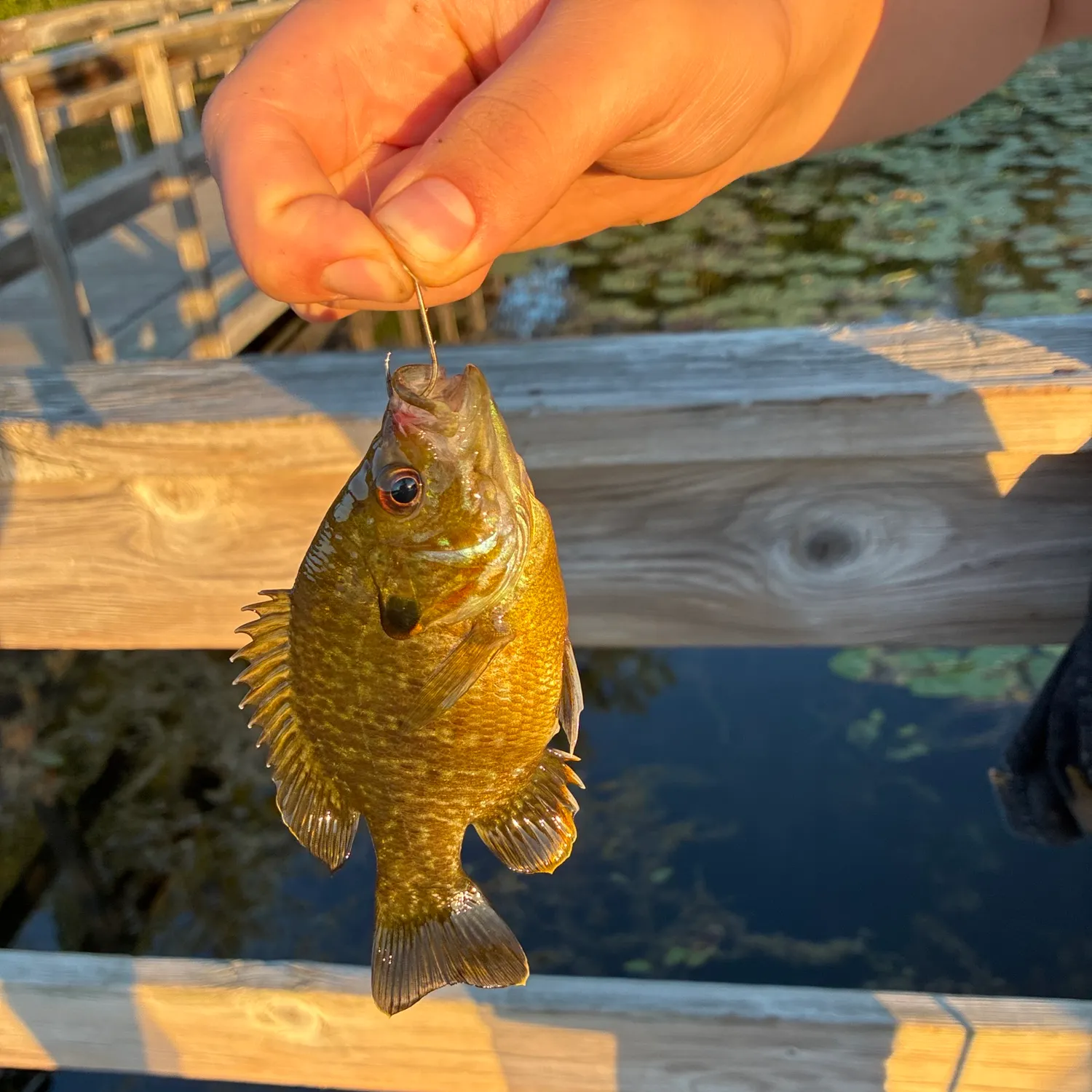 Bluegill caught on Fishbrain