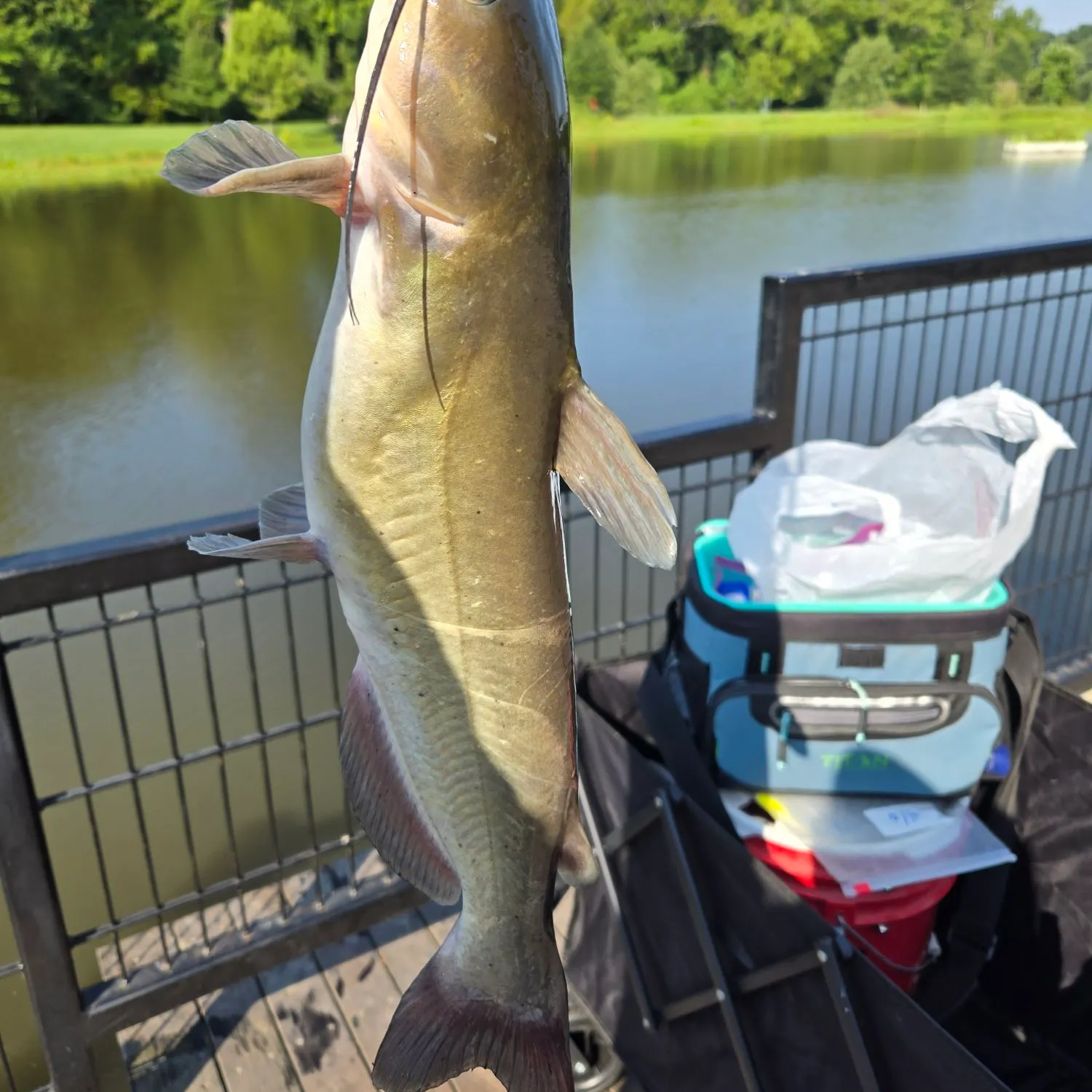 Channel catfish caught on Fishbrain