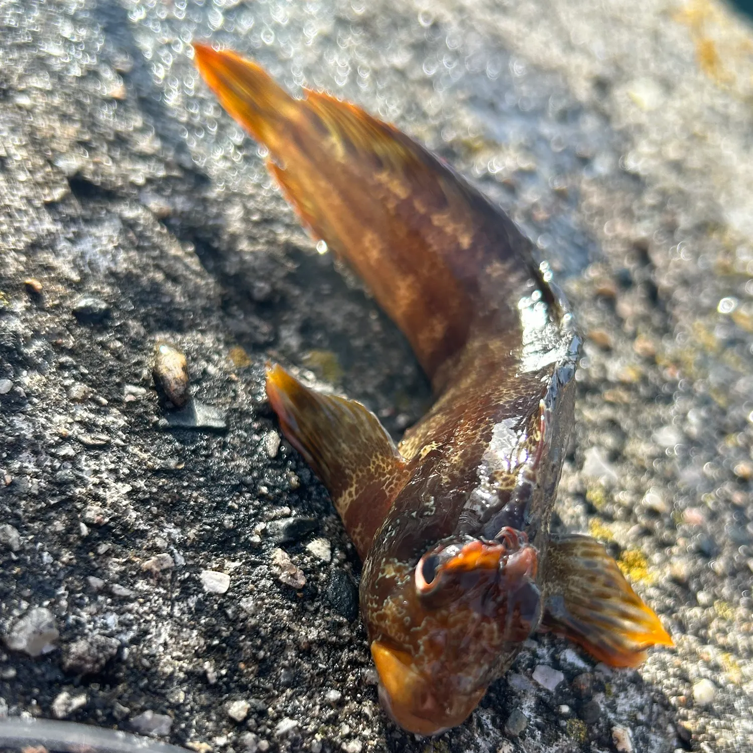 The most recent Tompot blenny catches on Fishbrain