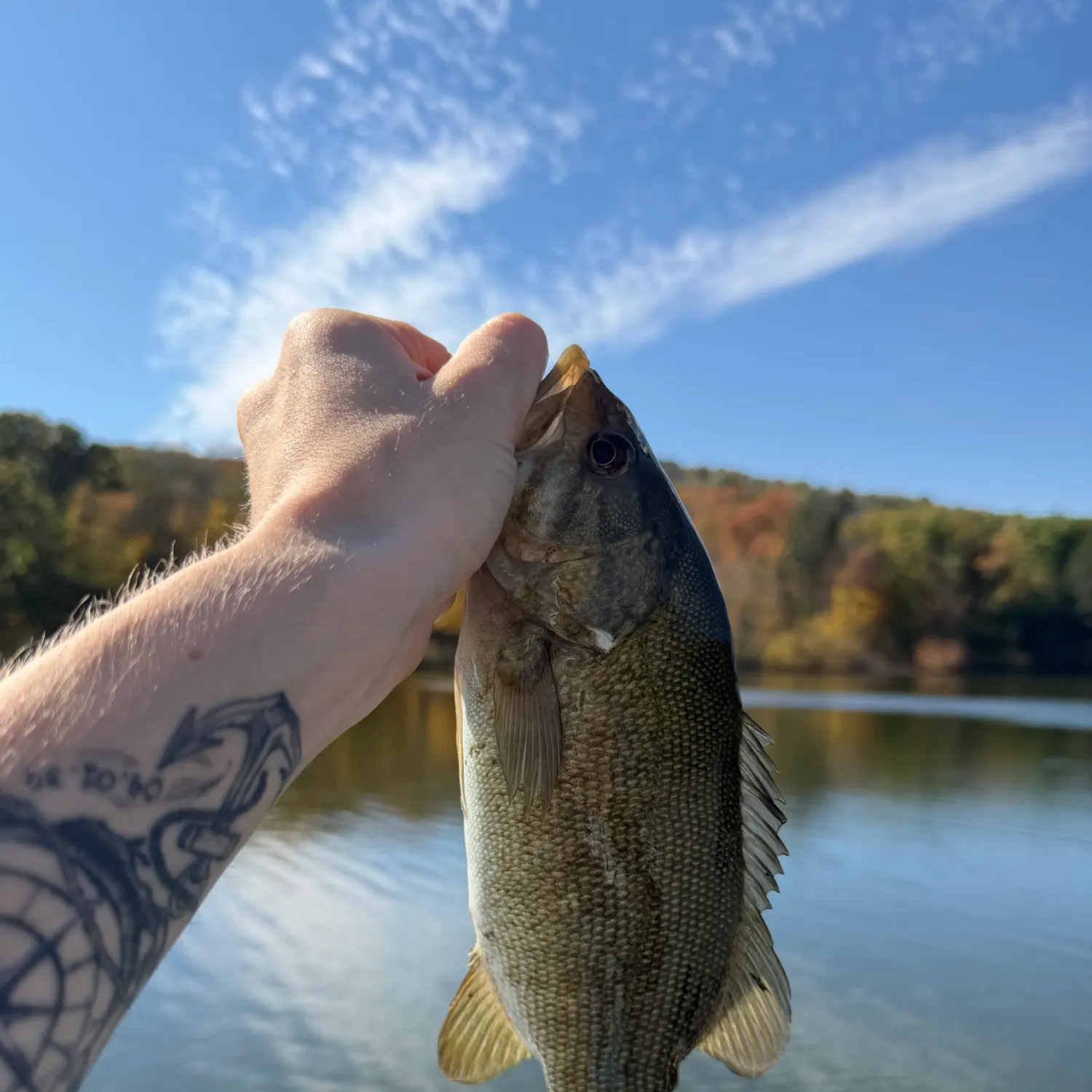 Smallmouth bass caught on Fishbrain