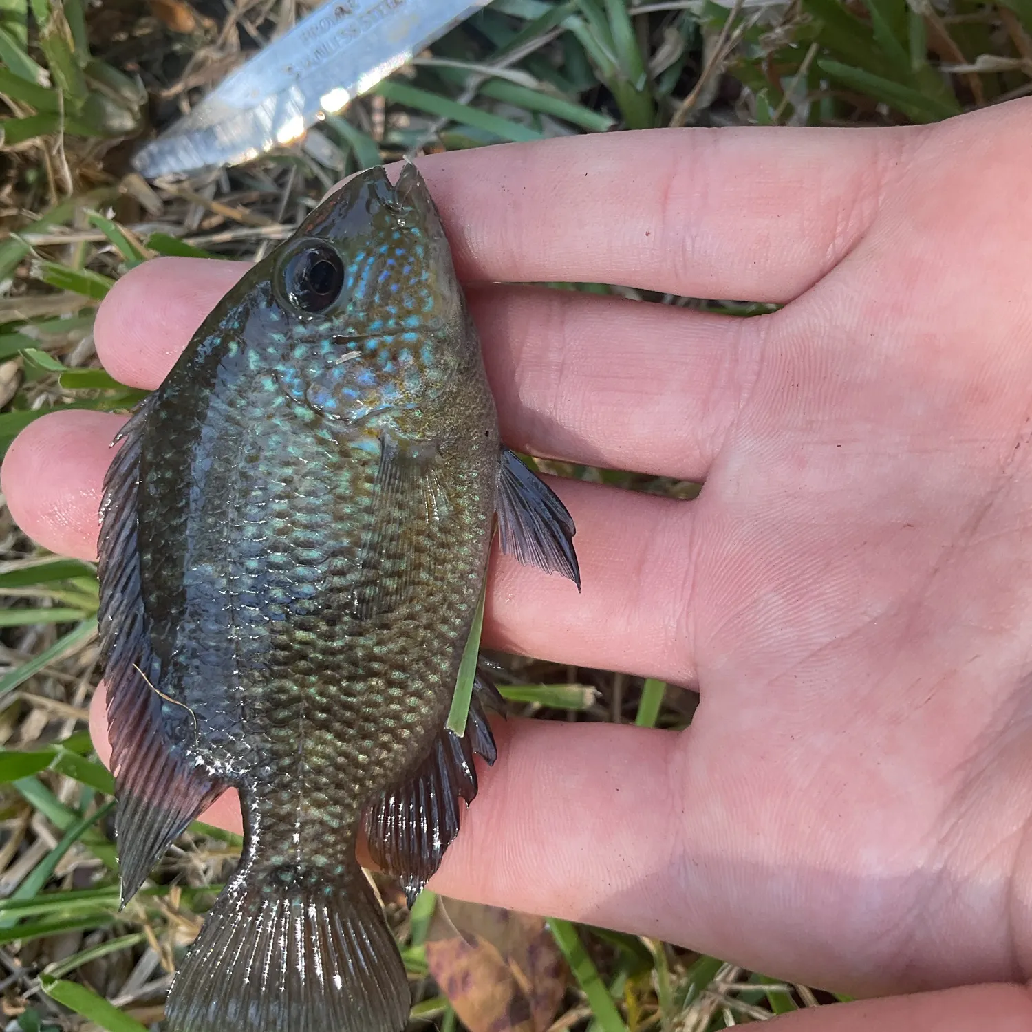 The most recent Lowland cichlid catches on Fishbrain